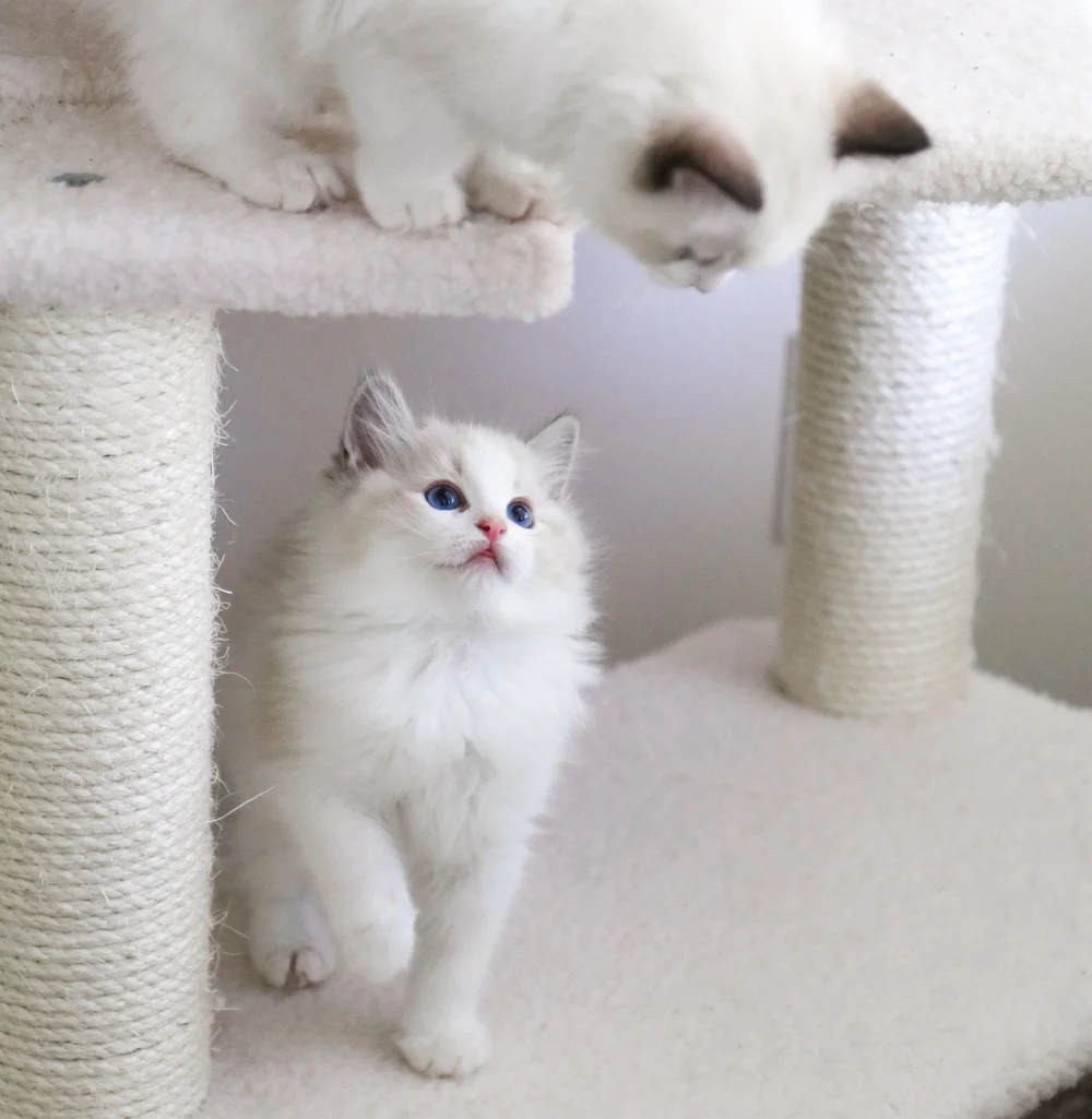 Adopt a Ragdoll Kitten — Ragdoll Kittens For Sale Ragdoll Breeder