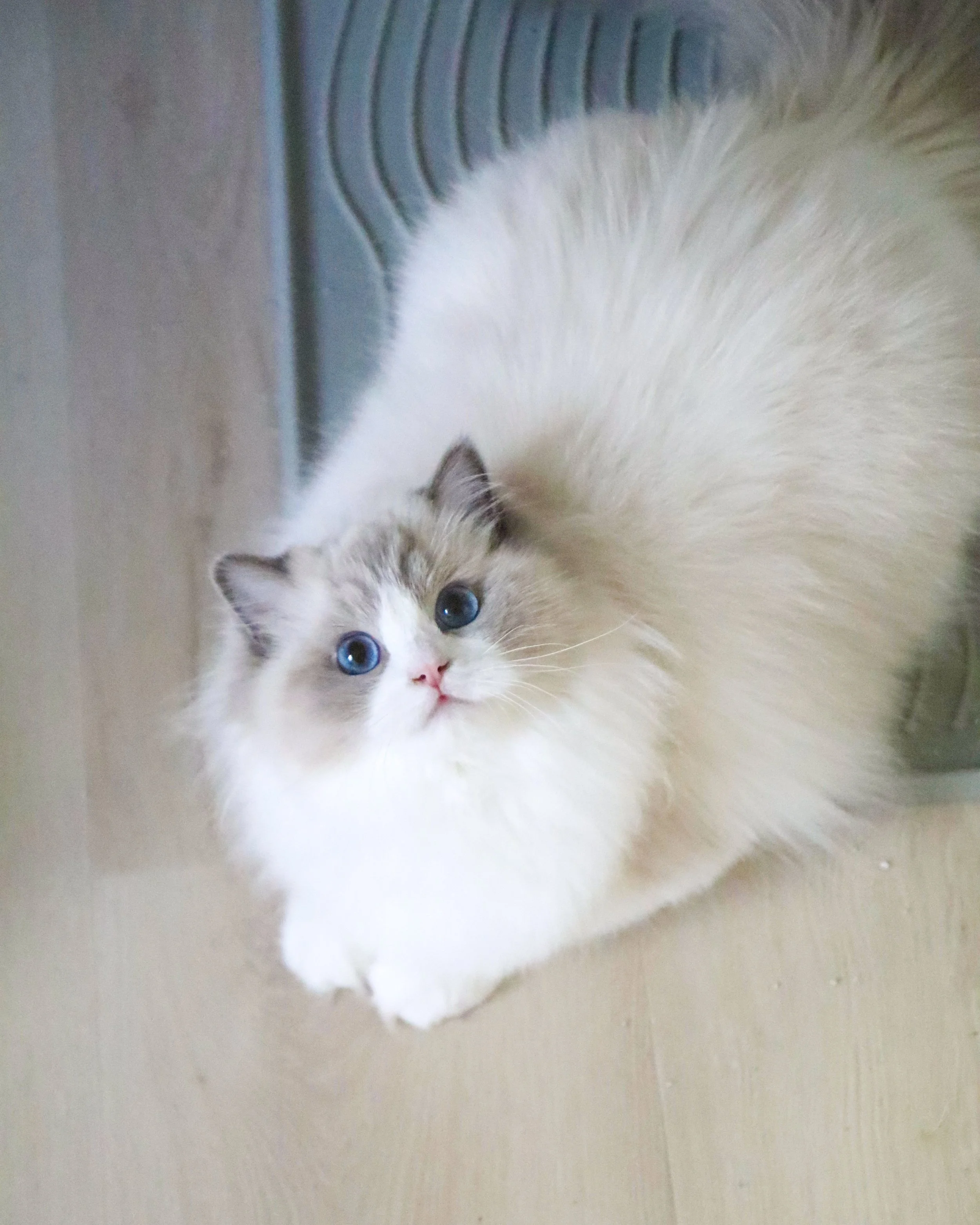 Blue bicolor female Ragdoll cat sitting on light wood flooring and grey litter mat and looking up with her blue eyes and pink nose