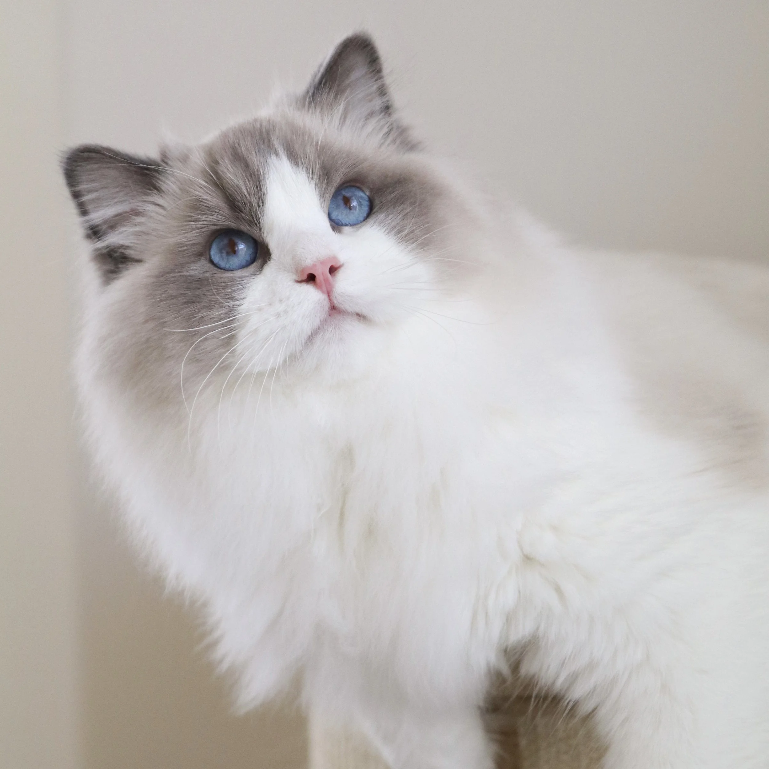 Blue bicolor male Ragdoll with blue eyes sitting on tan cat condo and looking up