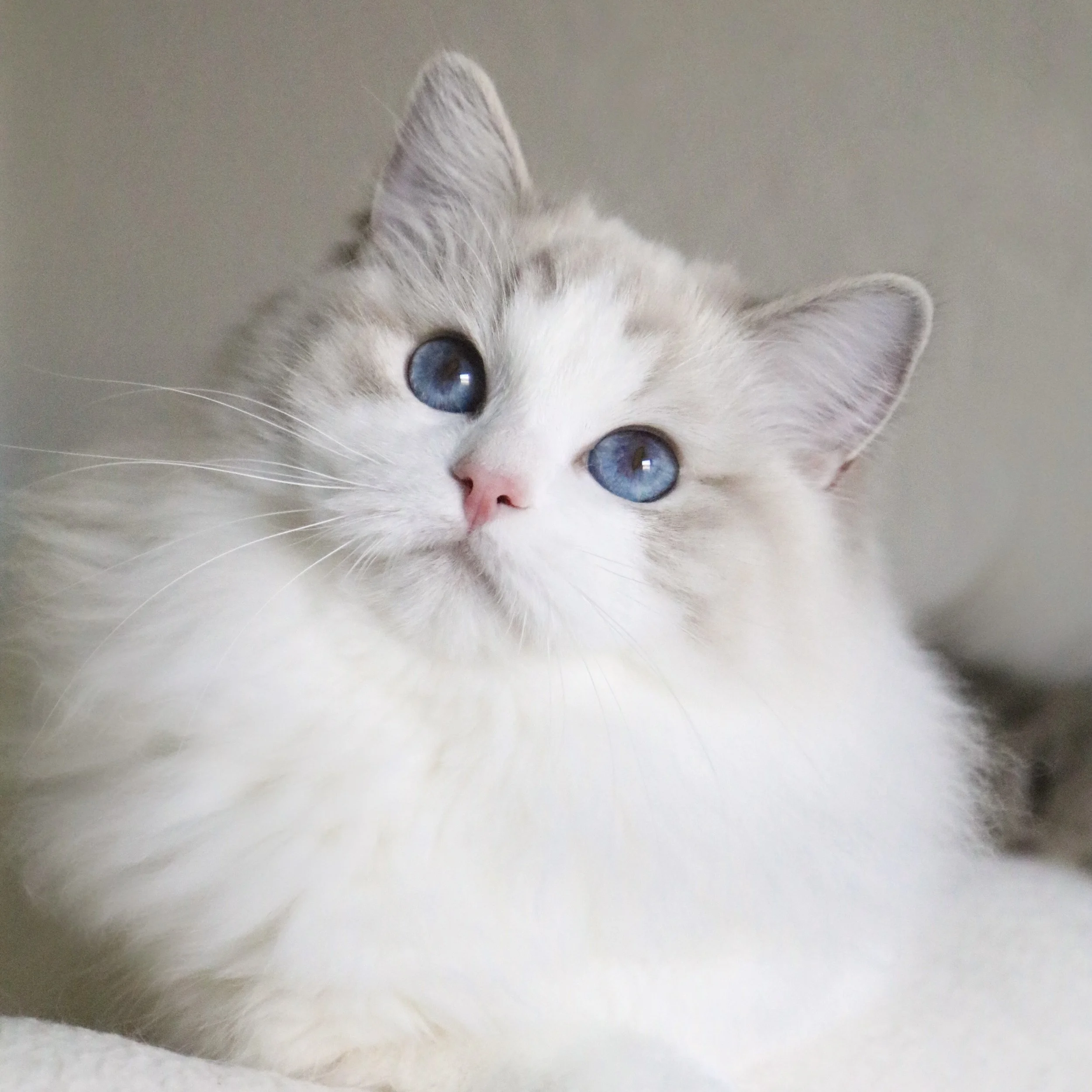 Blue lynx bicolor Ragdoll cat with beautiful face and blue eyes