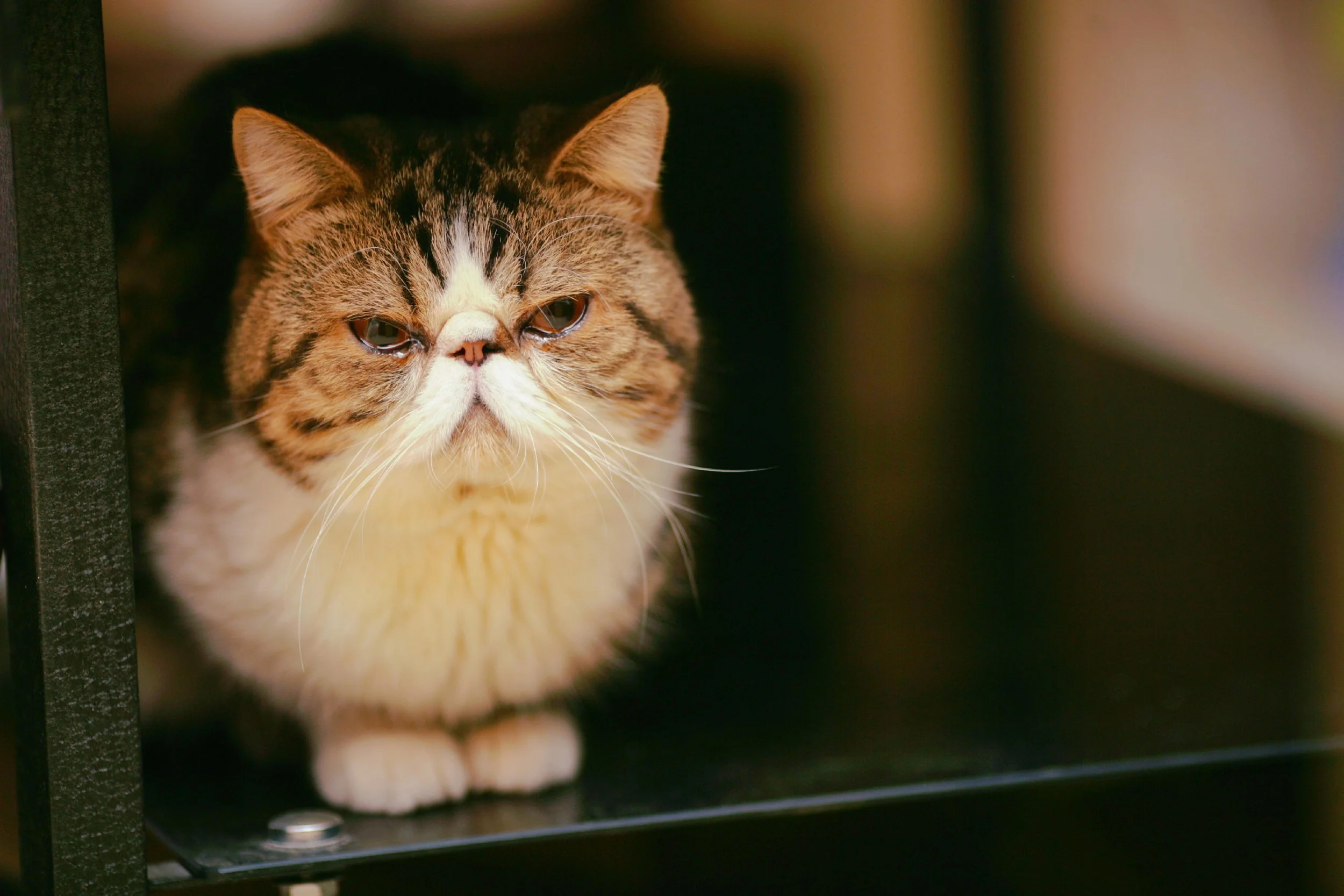 Brown tabby Exotic Shorthair Cat with brown eyes sitting underneath a chair
