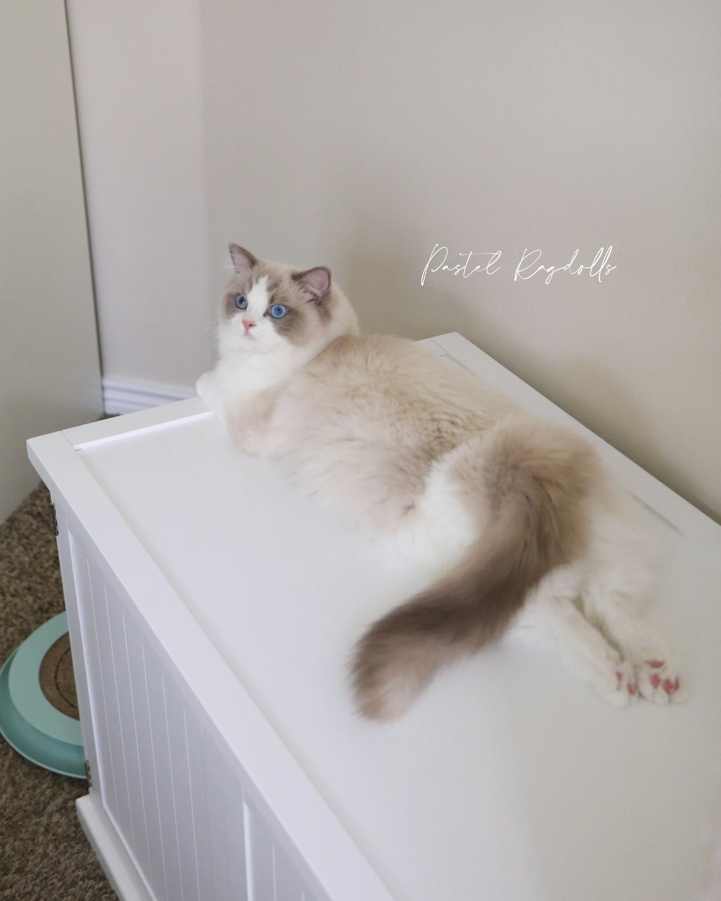 Blue bicolor colorpoint Ragdoll cat laying on white table with legs extended behind body