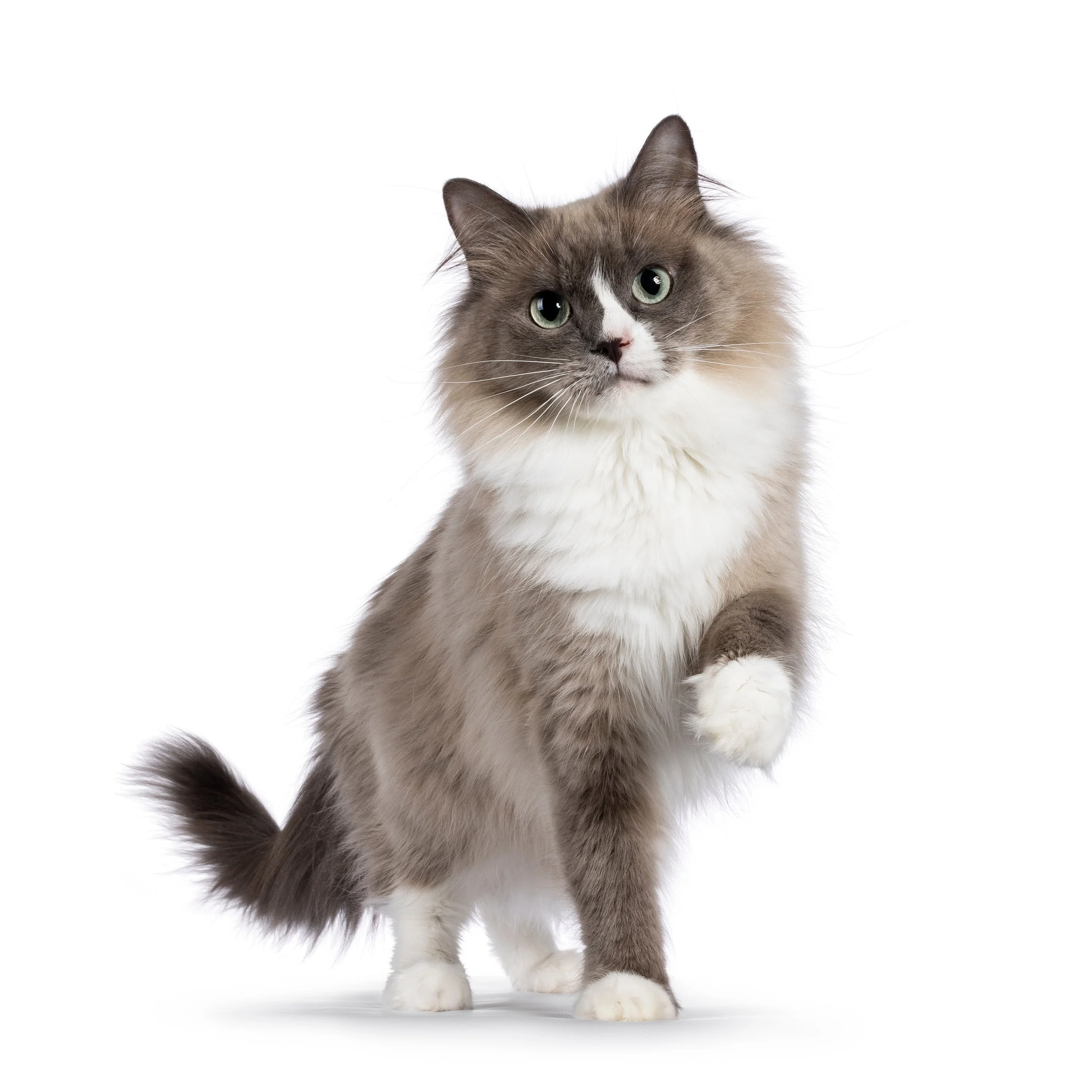 Grey mink cherubim Ragdoll cat with green eyes standing in front of white background