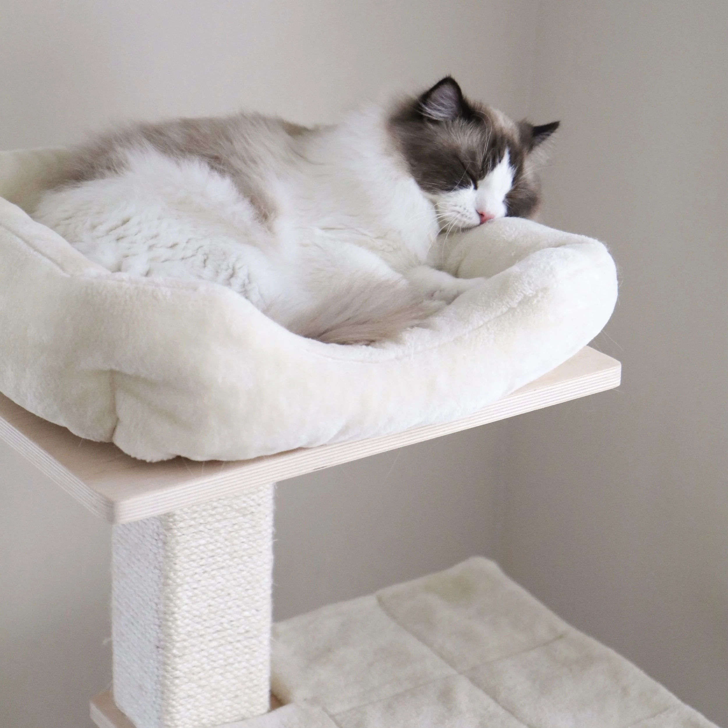 Seal bicolor adult male Ragdoll sleeping on beige cat condo tree, curled up in beige bed