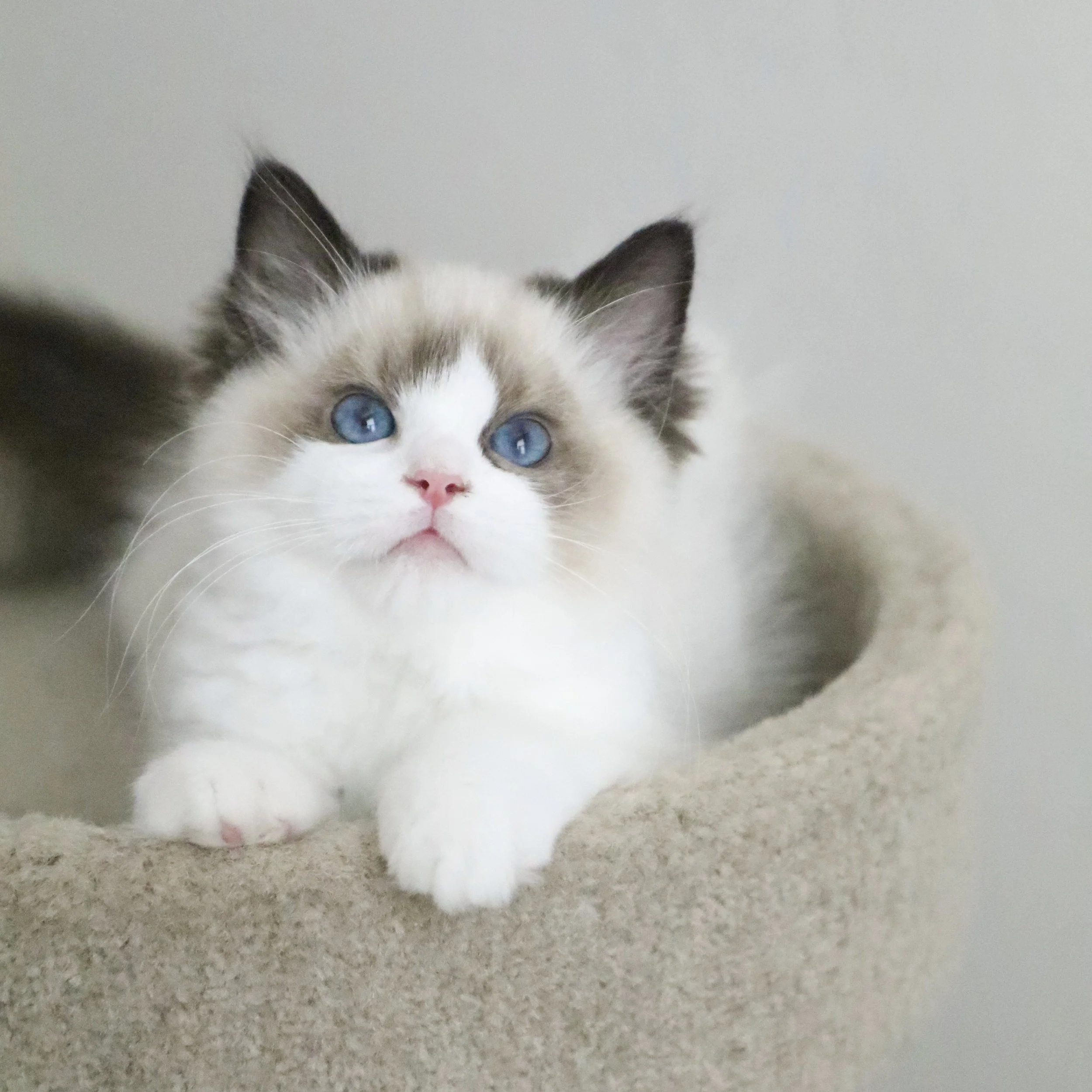 Seal bicolor male Ragdoll kitten perched on brown cat condo tree