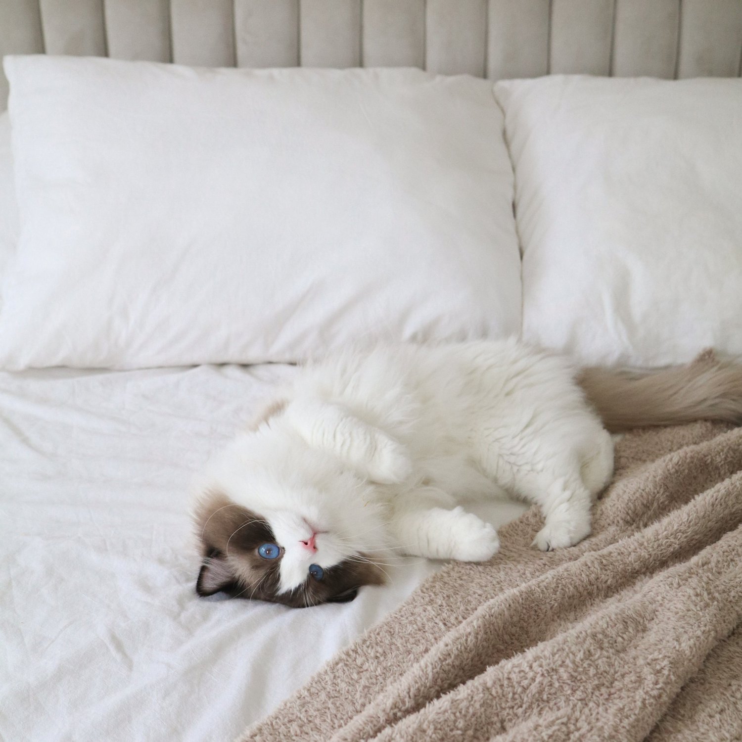 The Ragdoll: The Ultimate Lap Cat Companion — Ragdoll Kittens For Sale ...