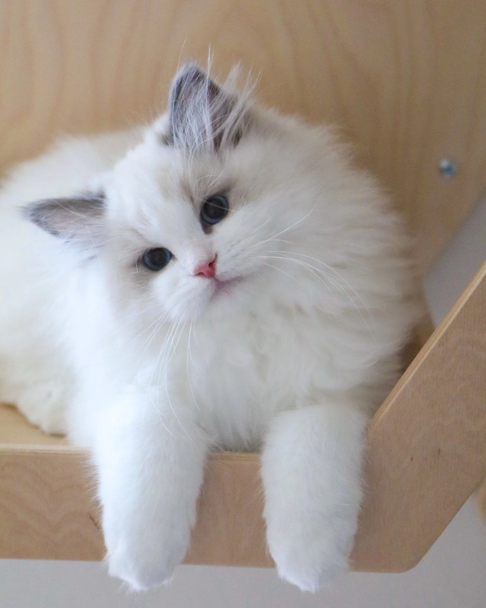 Willow — Ragdoll Kittens For Sale | Ragdoll Breeder
