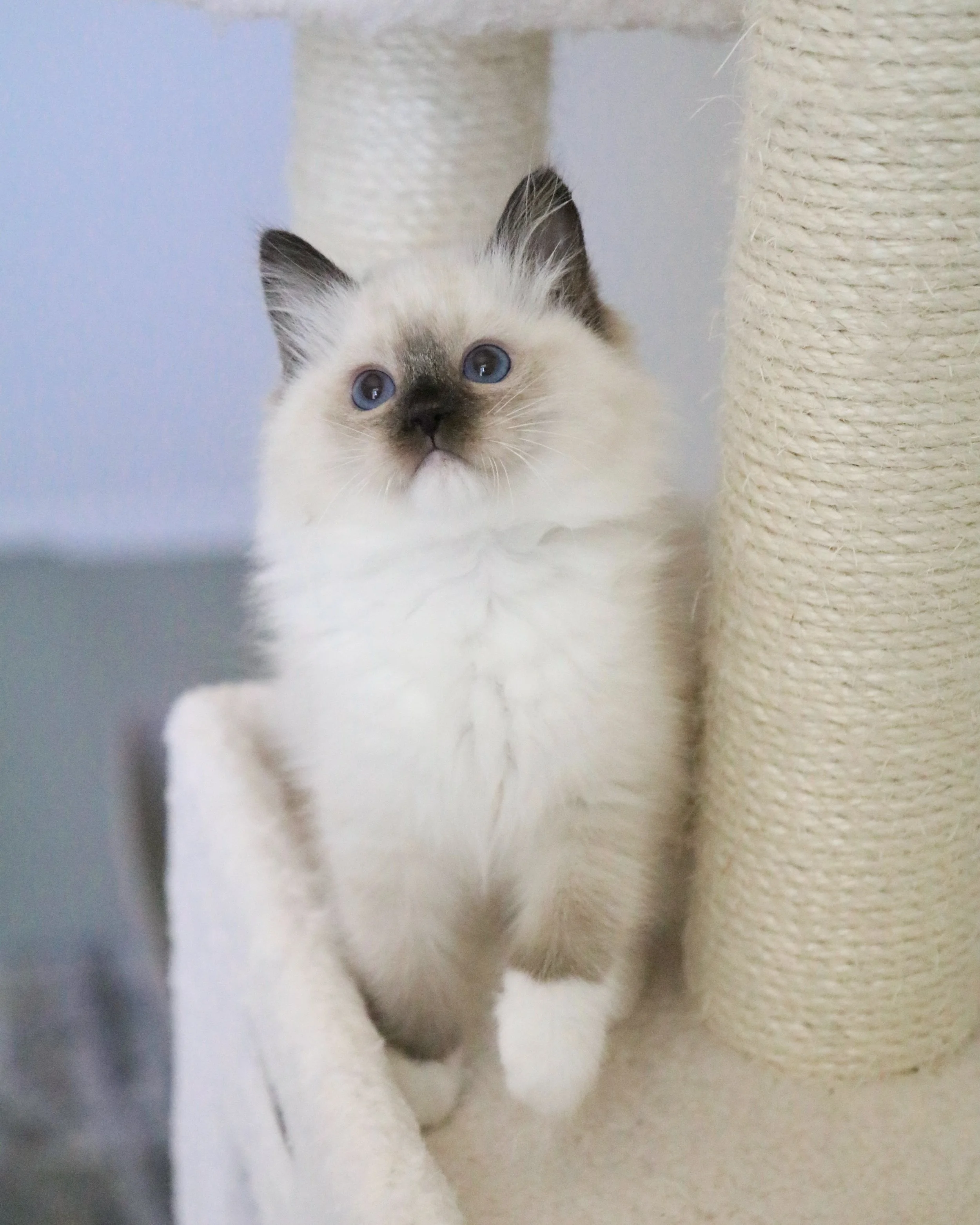 Athena-6.JPG