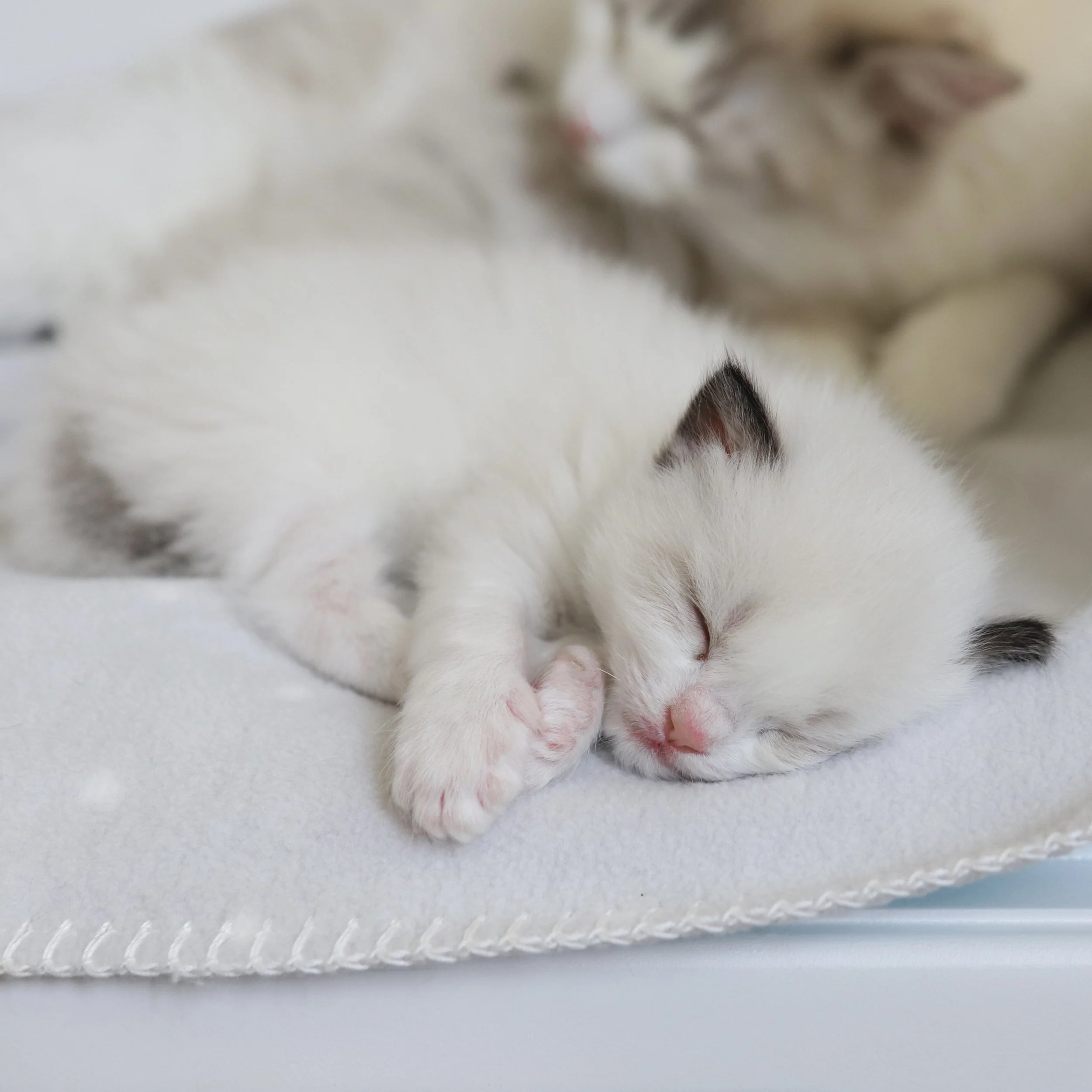 Seal bicolor baby Ragdoll kitten sleeping on grey blanket