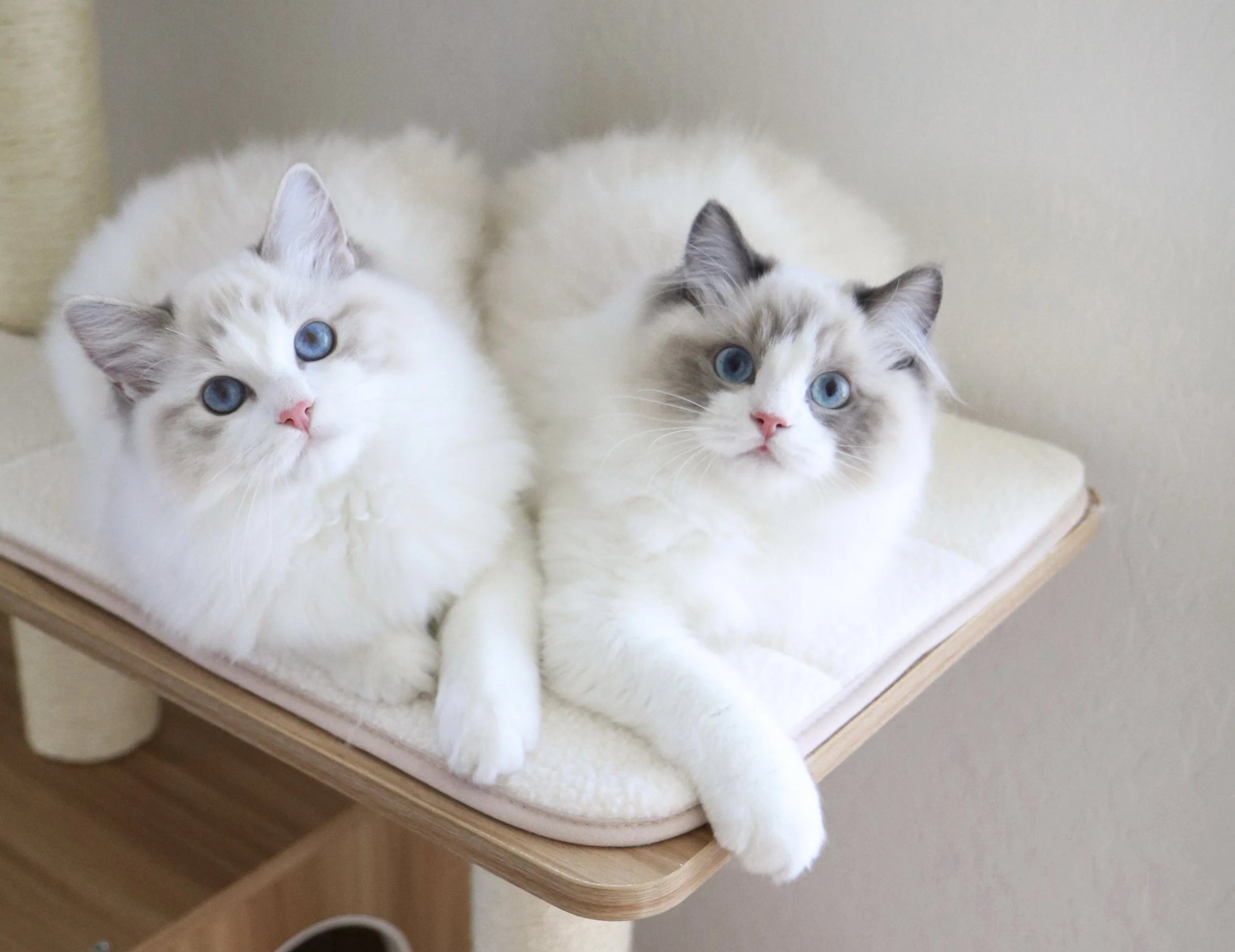 Blue lynx bicolor Ragdoll kitten and blue bicolor Ragdoll kitten laying on wooden cat condo together