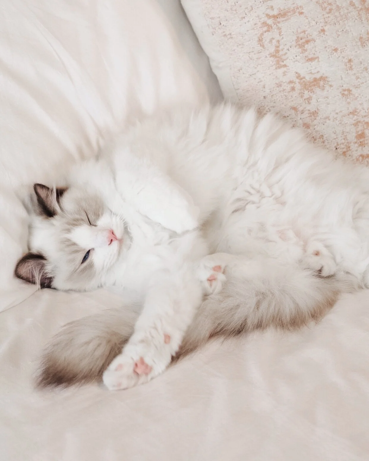 Seal bicolor Ragdoll cat lying relaxed on a white bed with its belly up