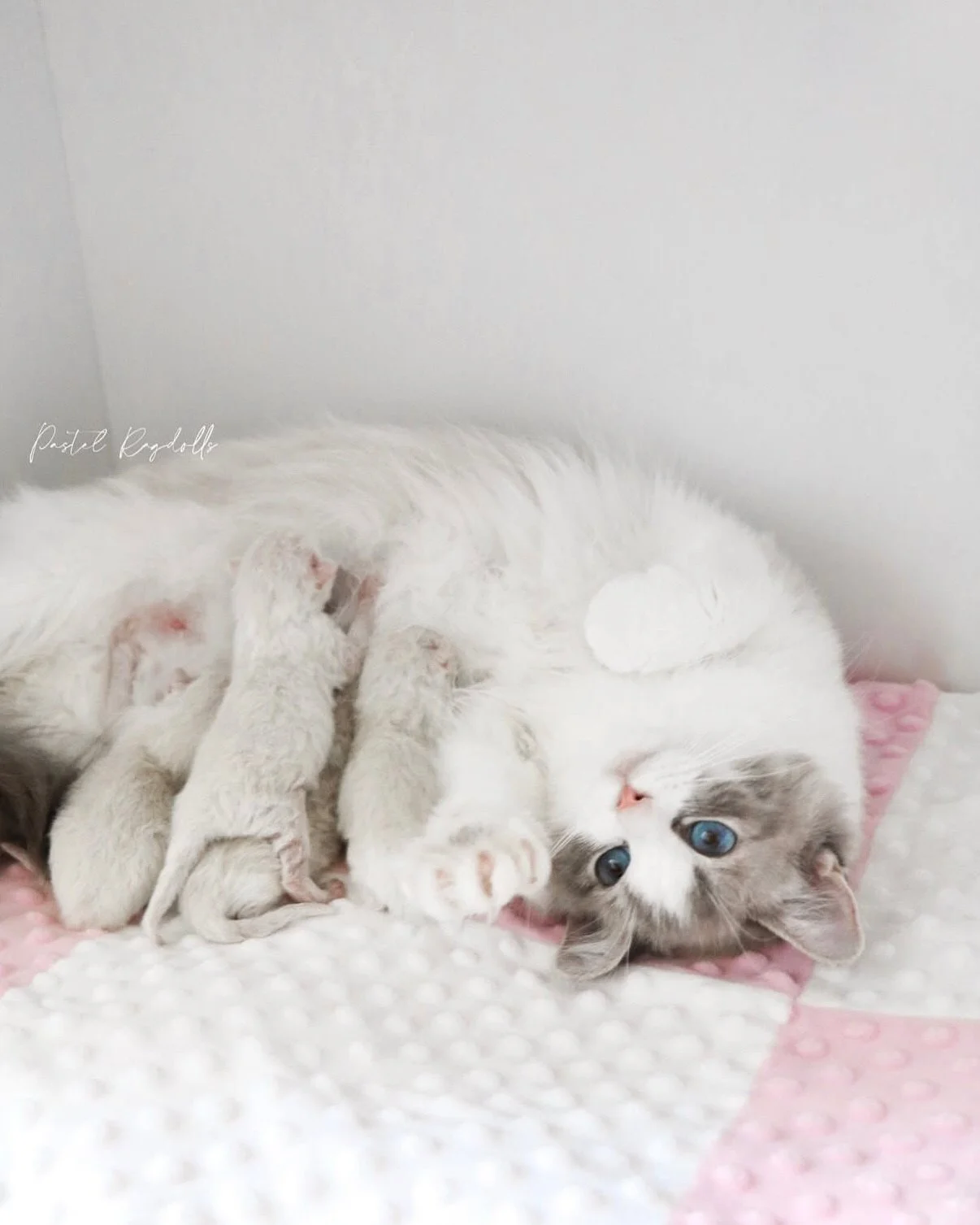 Blue lynx bicolor mom Ragdoll cat nursing her babies on pink and white blanket, while she makes biscuits