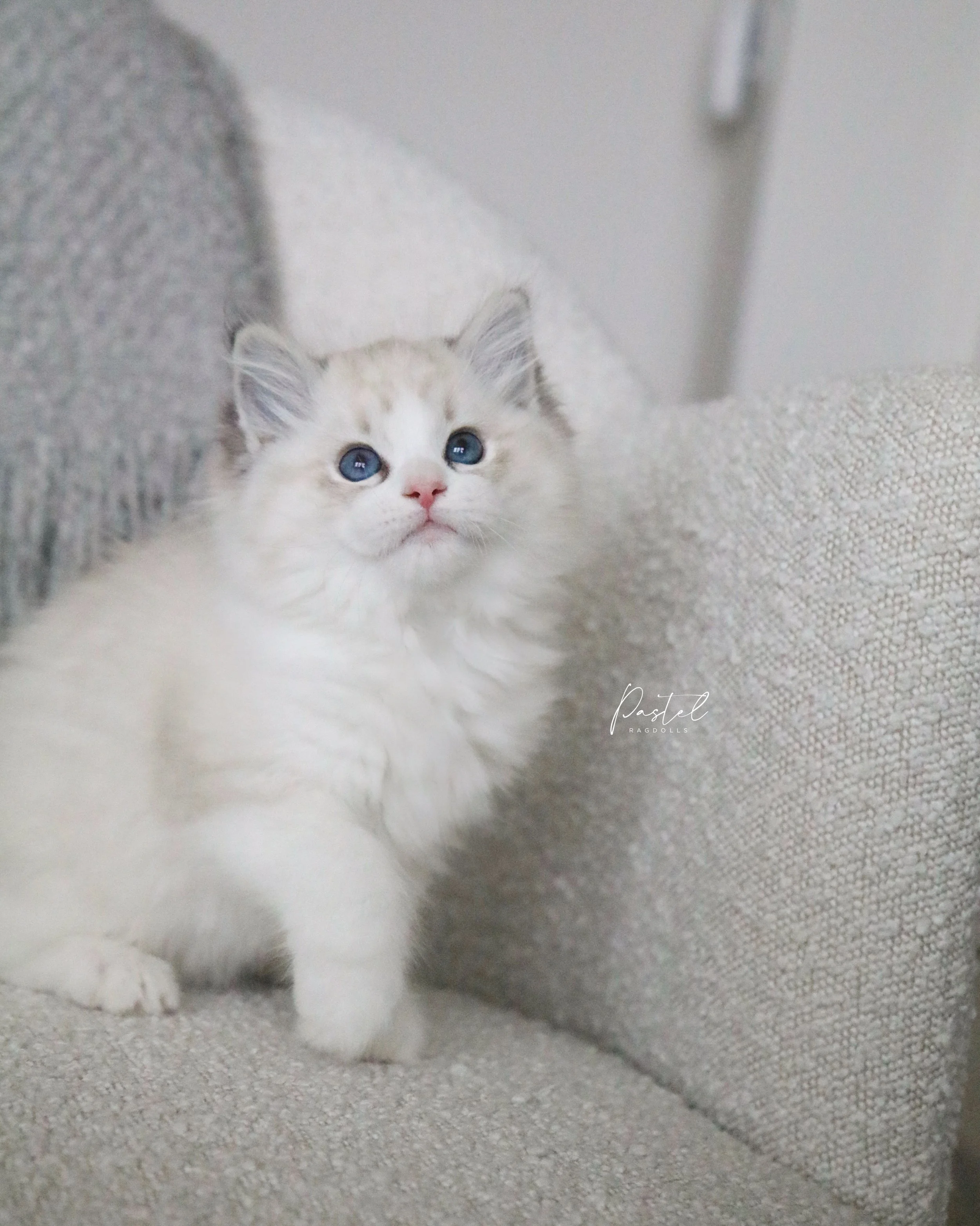 Seal lynx bicolor Ragdoll Kitten sitting on white chair