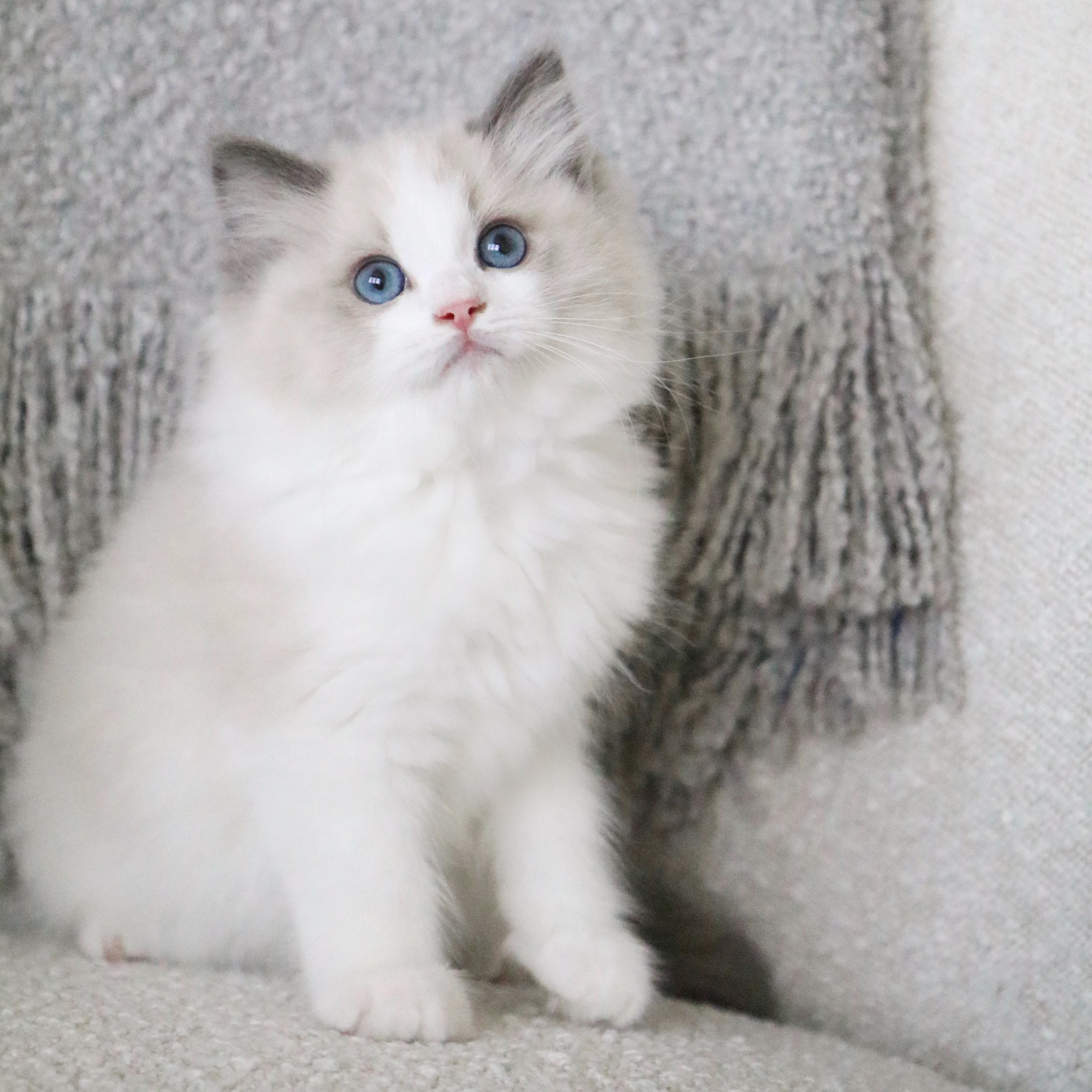 Blue bicolor Ragdoll kitten with blue eyes sitting on white chair in front of grey blanket