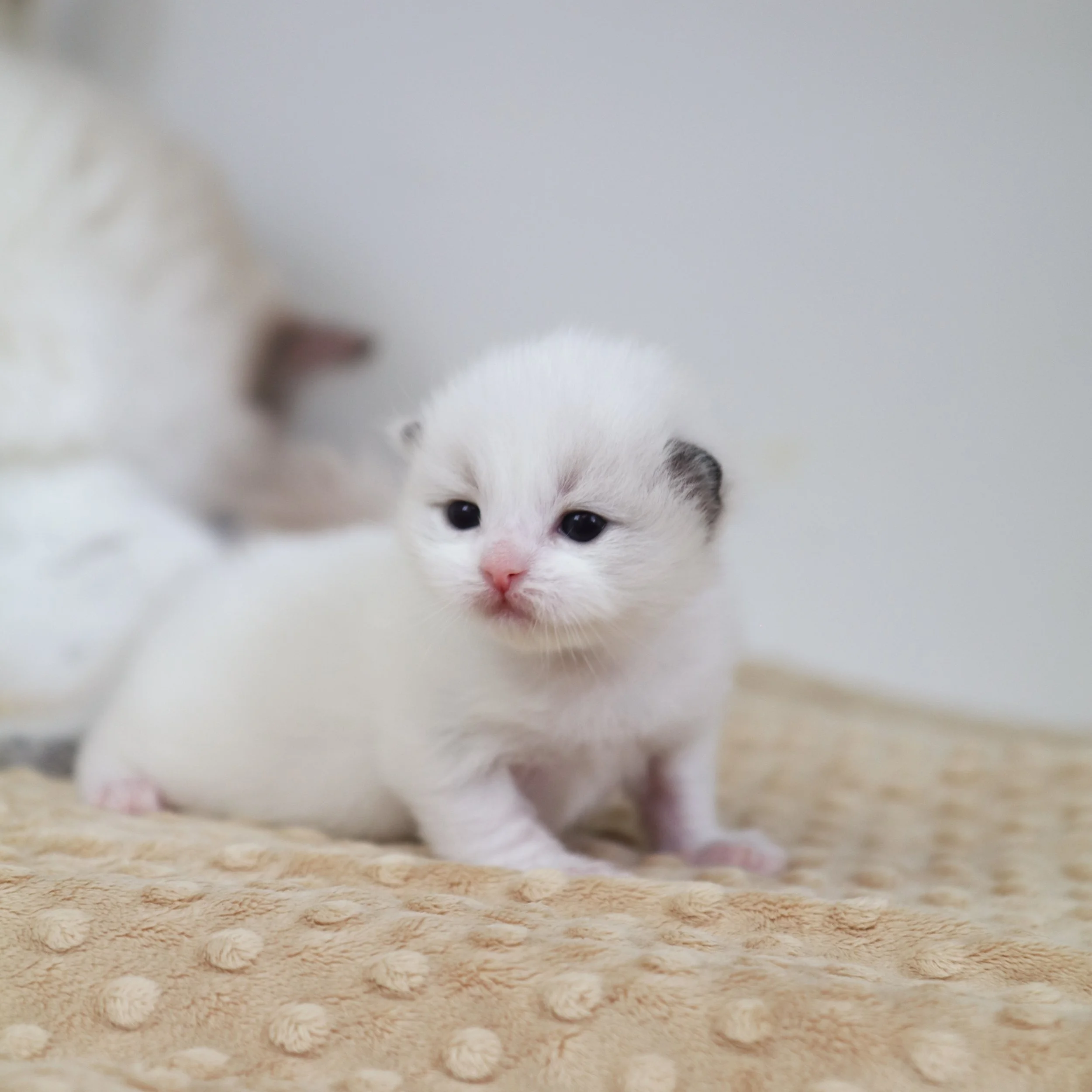 Newborn Ragdoll kitten with pink nose sitting on tan blanket