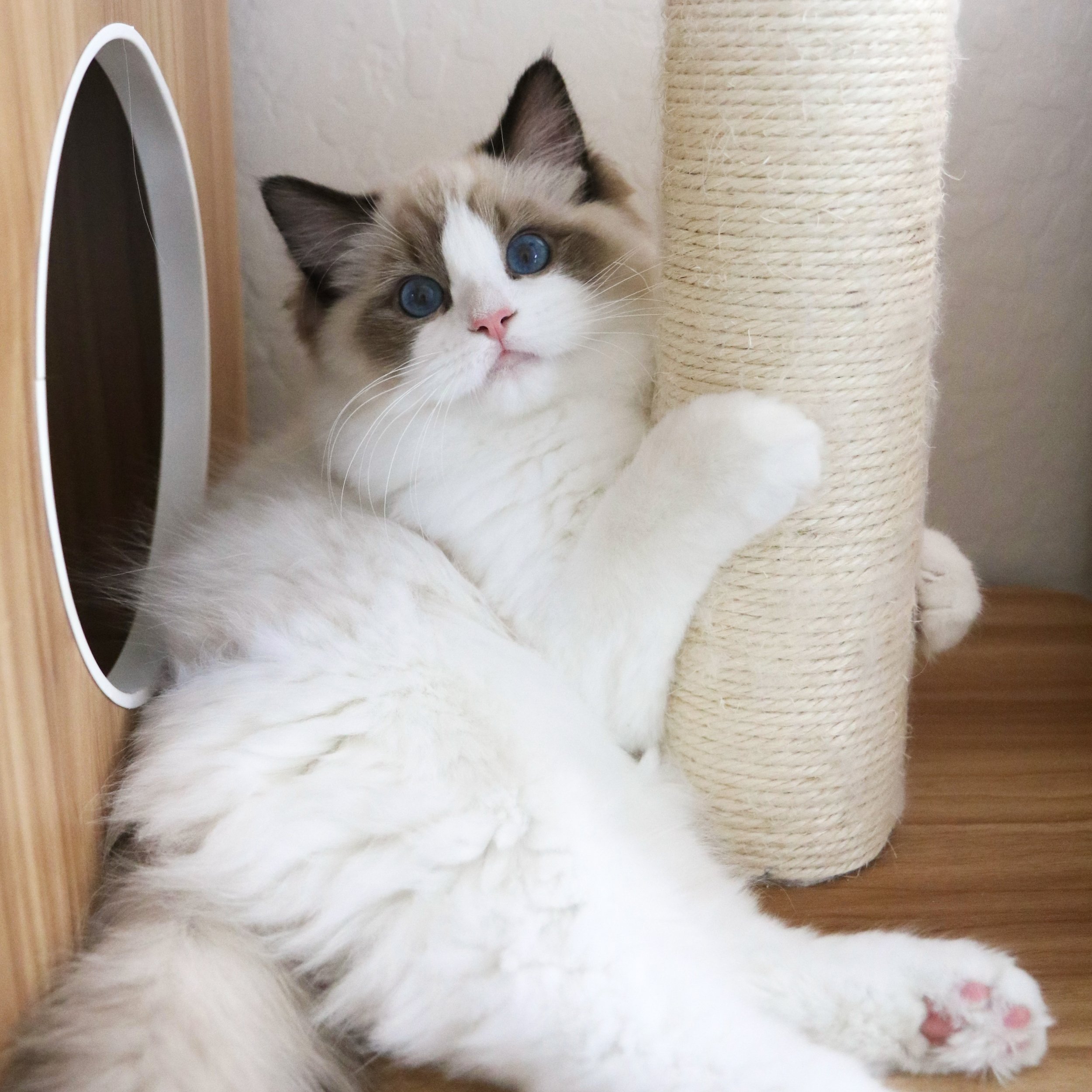 Seal bicolor Ragdoll cat holding scratching post