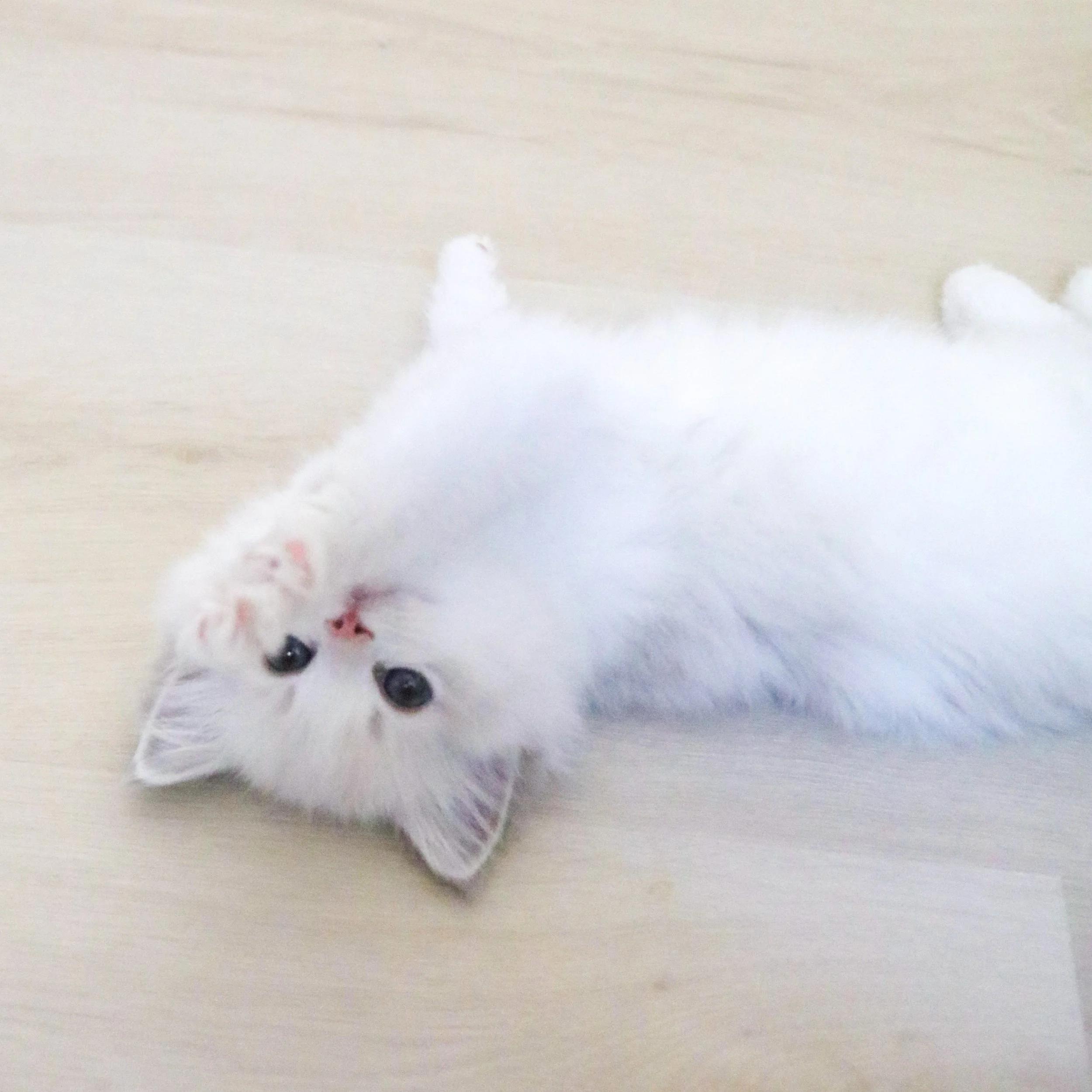 Blue lynx bicolor male Ragdoll kitten laying on light oak flooring with belly up and paw extended