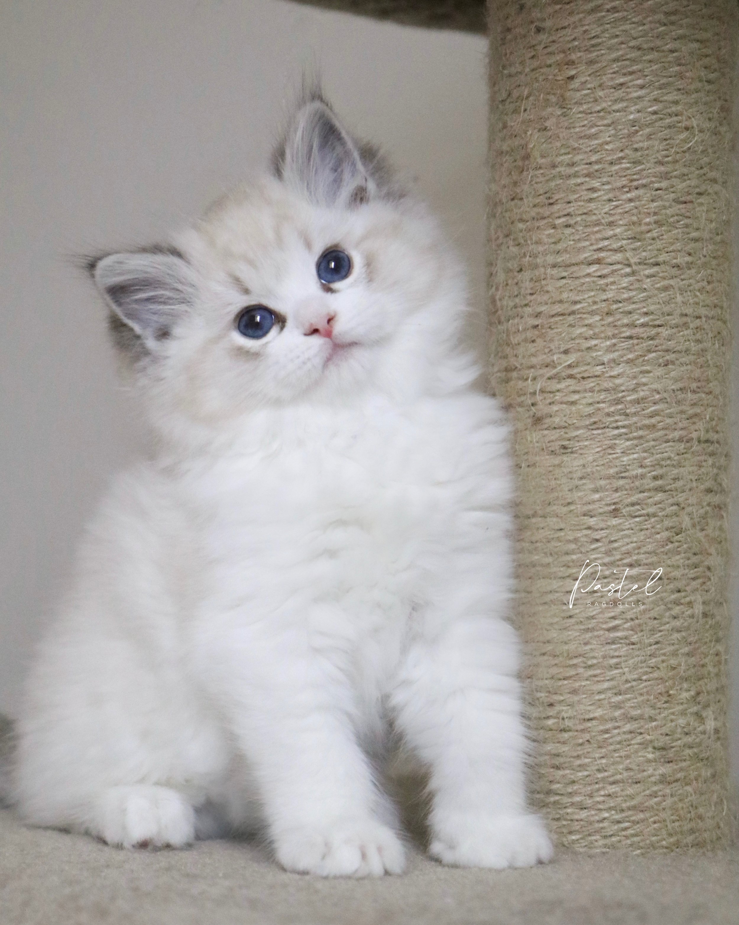 Seal lynx bicolor Ragdoll kitten sitting in front of brown scratching post