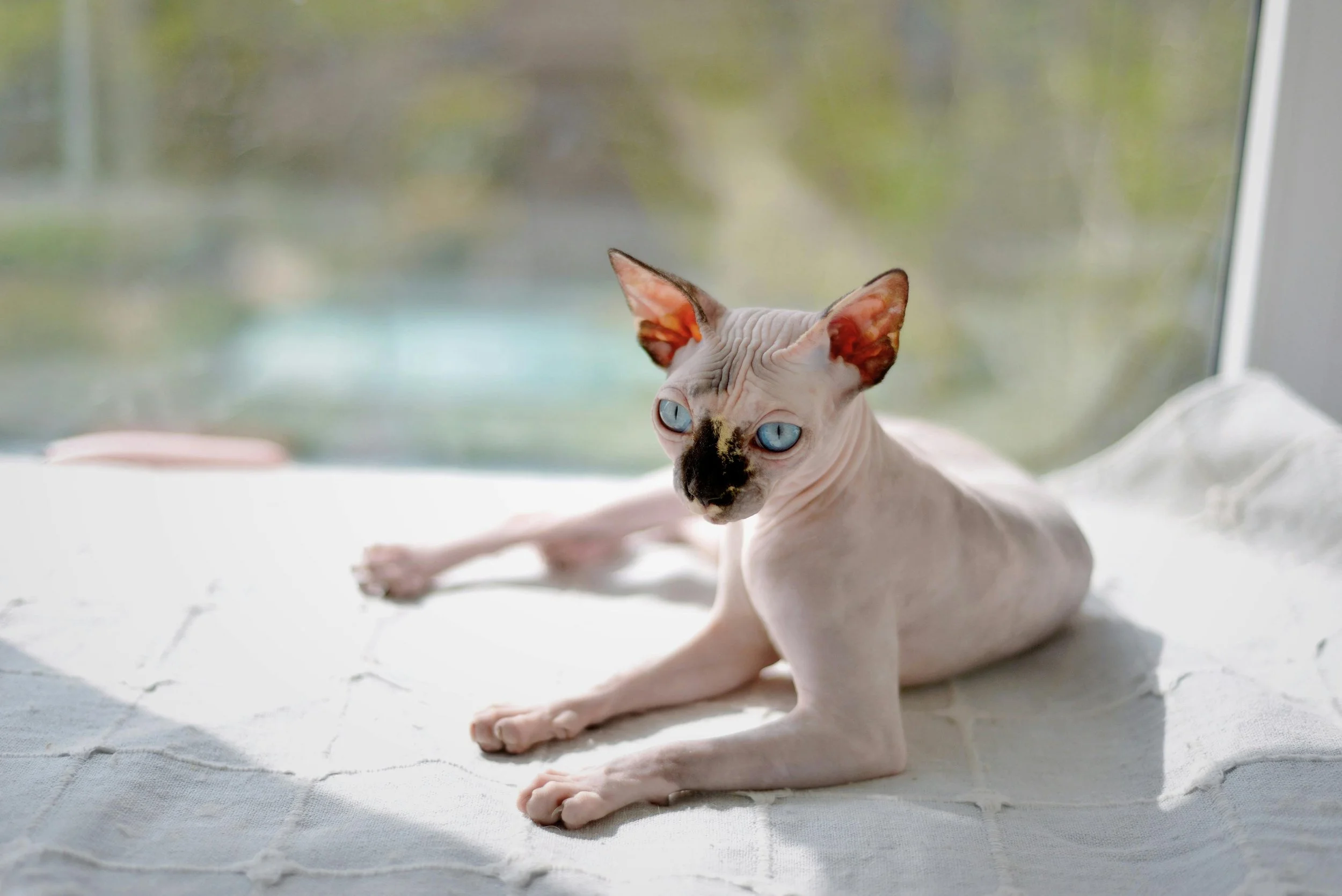 Small Sphynx cat sitting in front of a window