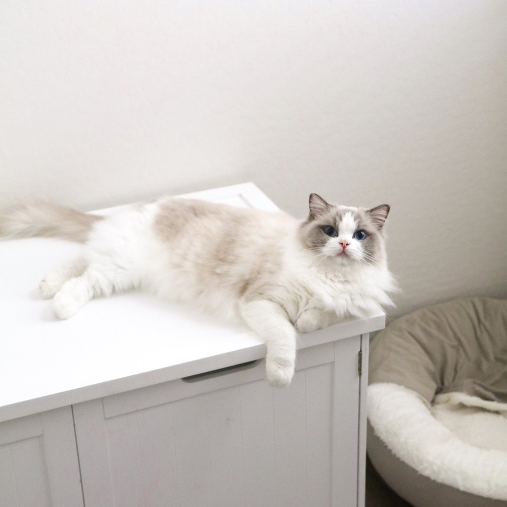 The Blue Bicolor Ragdoll — Ragdoll Kittens For Sale | Ragdoll Breeder
