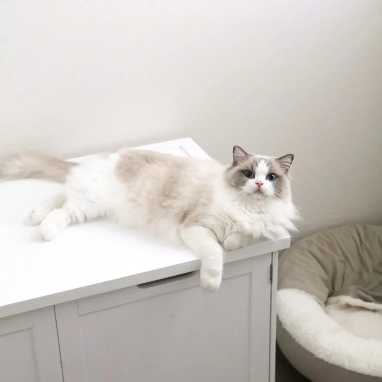 The Blue Bicolor Ragdoll — Ragdoll Kittens For Sale | Ragdoll Breeder