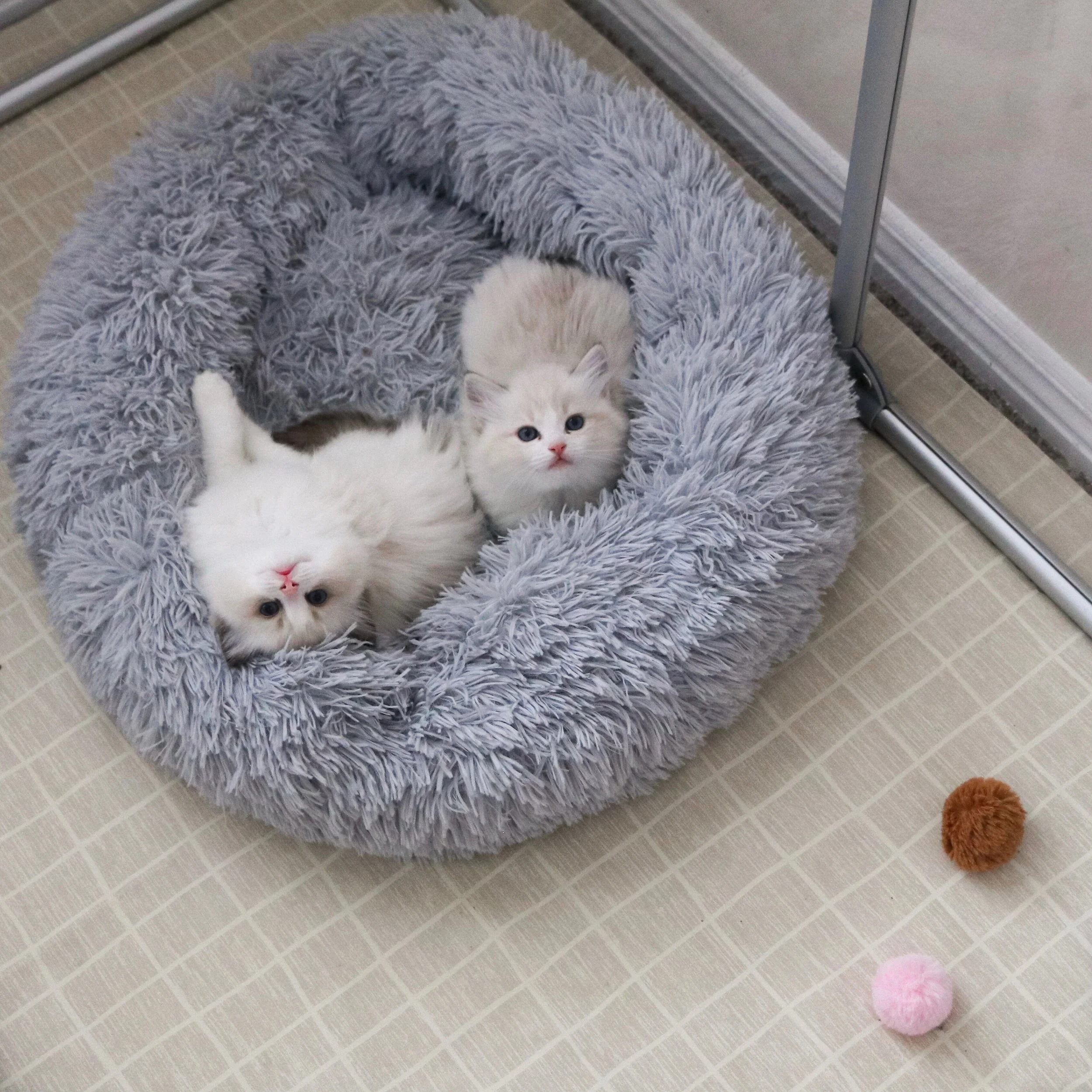 Two Ragdoll kittens sitting in a fluffy blue bed inside a kitten pen. Links to our Ragdoll Colors & Patterns resource.