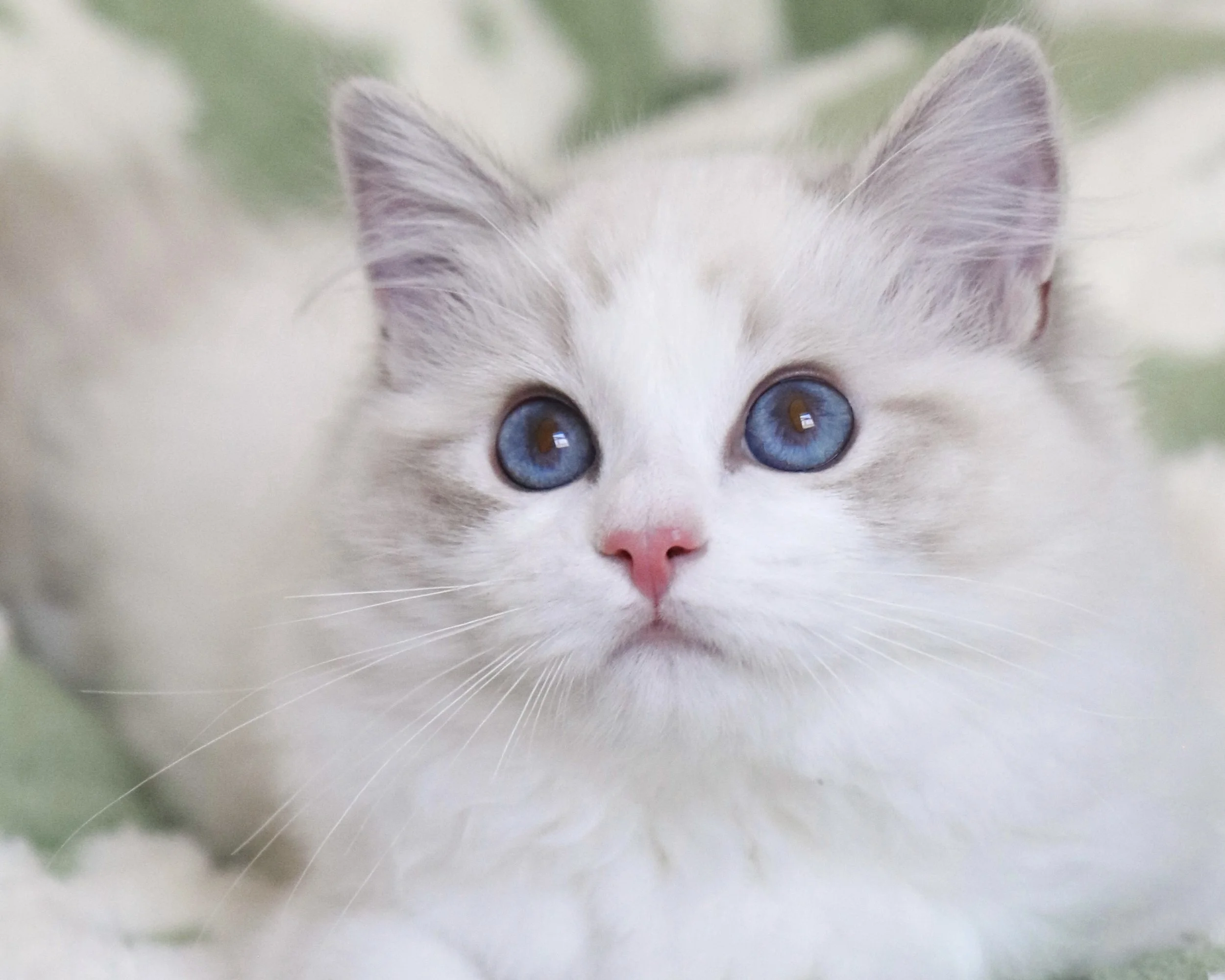Blue lynx bicolor Ragdoll kitten sitting on green floral bed looking up with bright blue eyes