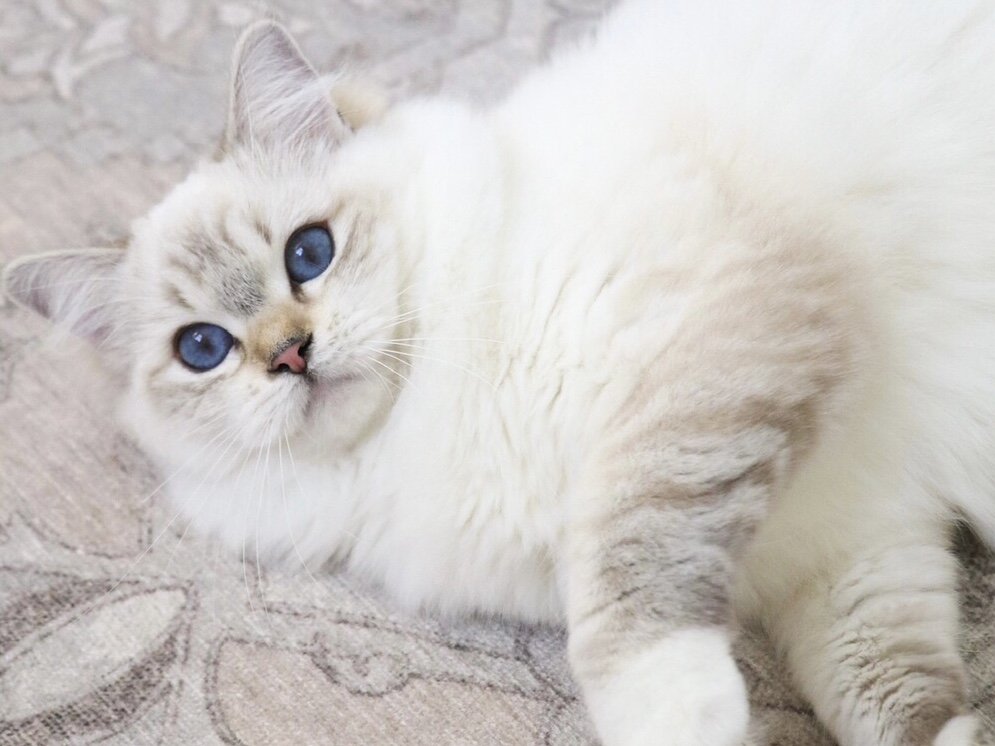 Health Concerns in the Ragdoll Breed — Ragdoll Kittens For Sale ...