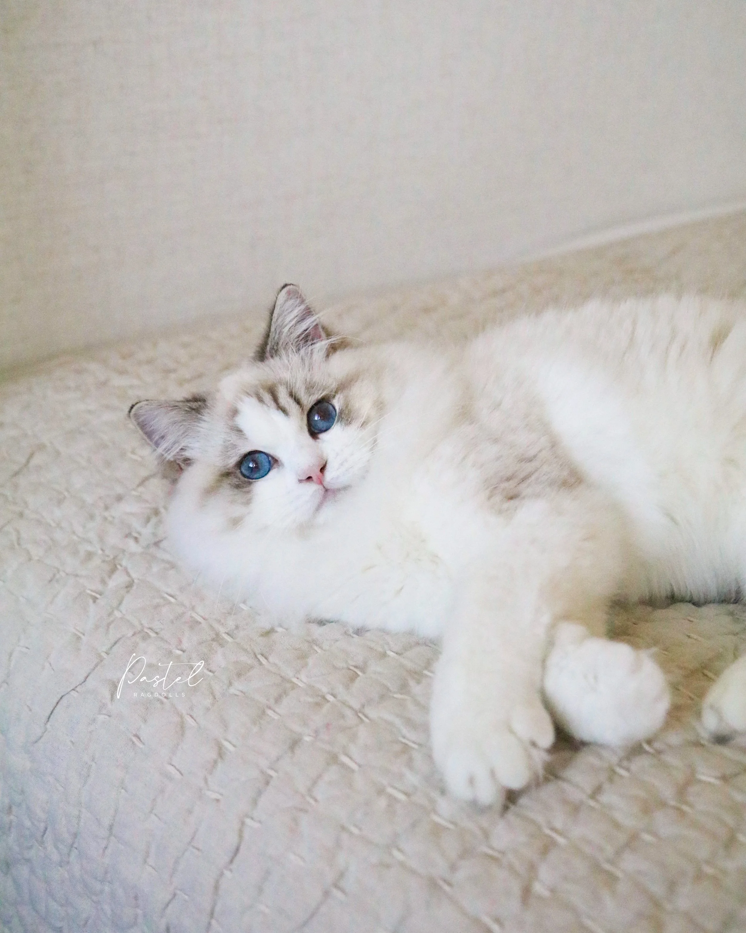 Ragdoll Lifespan - How Long Do Ragdoll Cats Live? — Ragdoll Kittens For ...