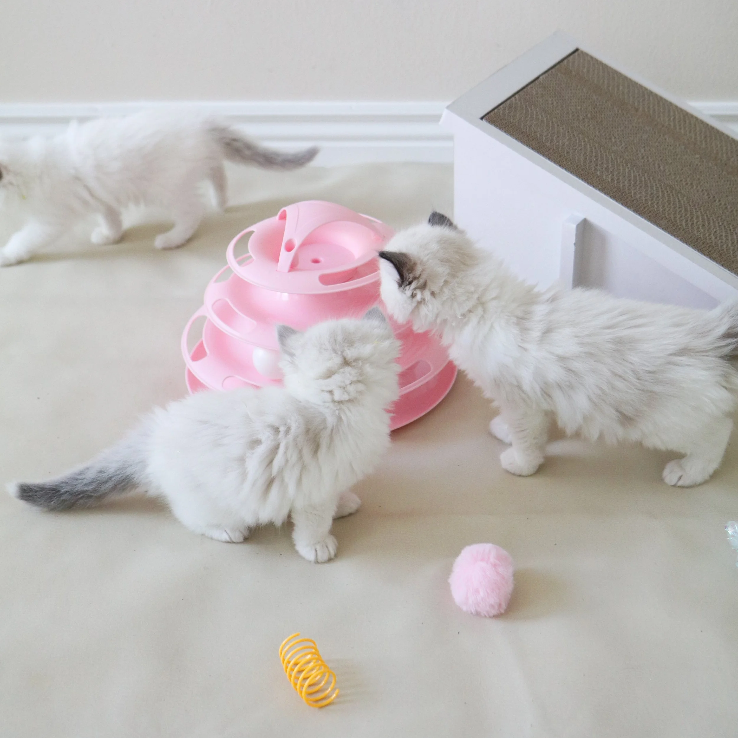 Three Ragdoll kittens standing on beige mat playing with toys