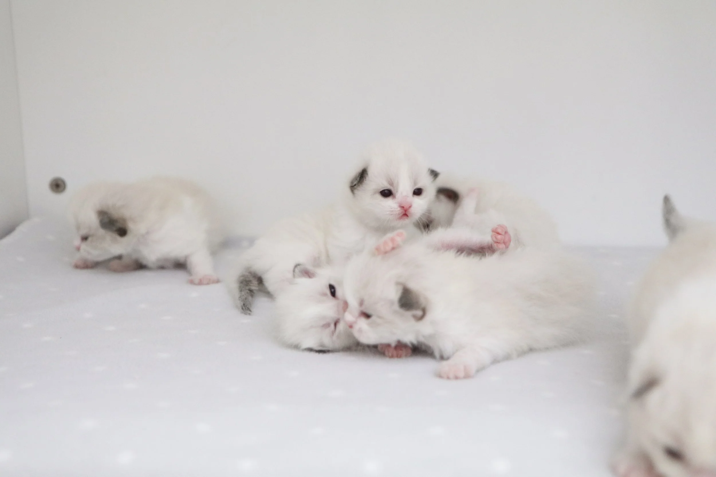 Litter of baby Ragdoll kittens playing on a grey blanket in front of white wall
