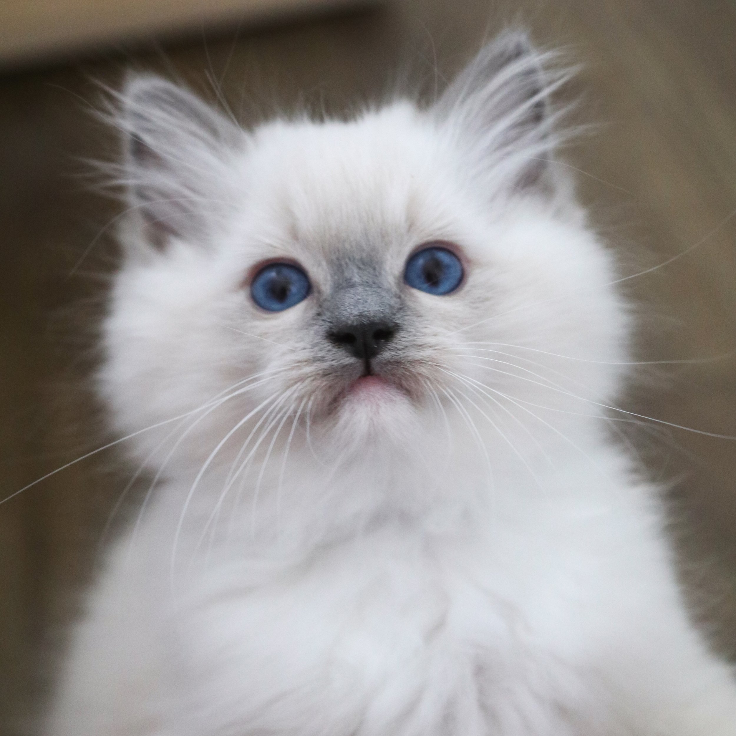 Blue mitted Ragdoll kitten with blue eyes looking playfully in front of dark wood floor