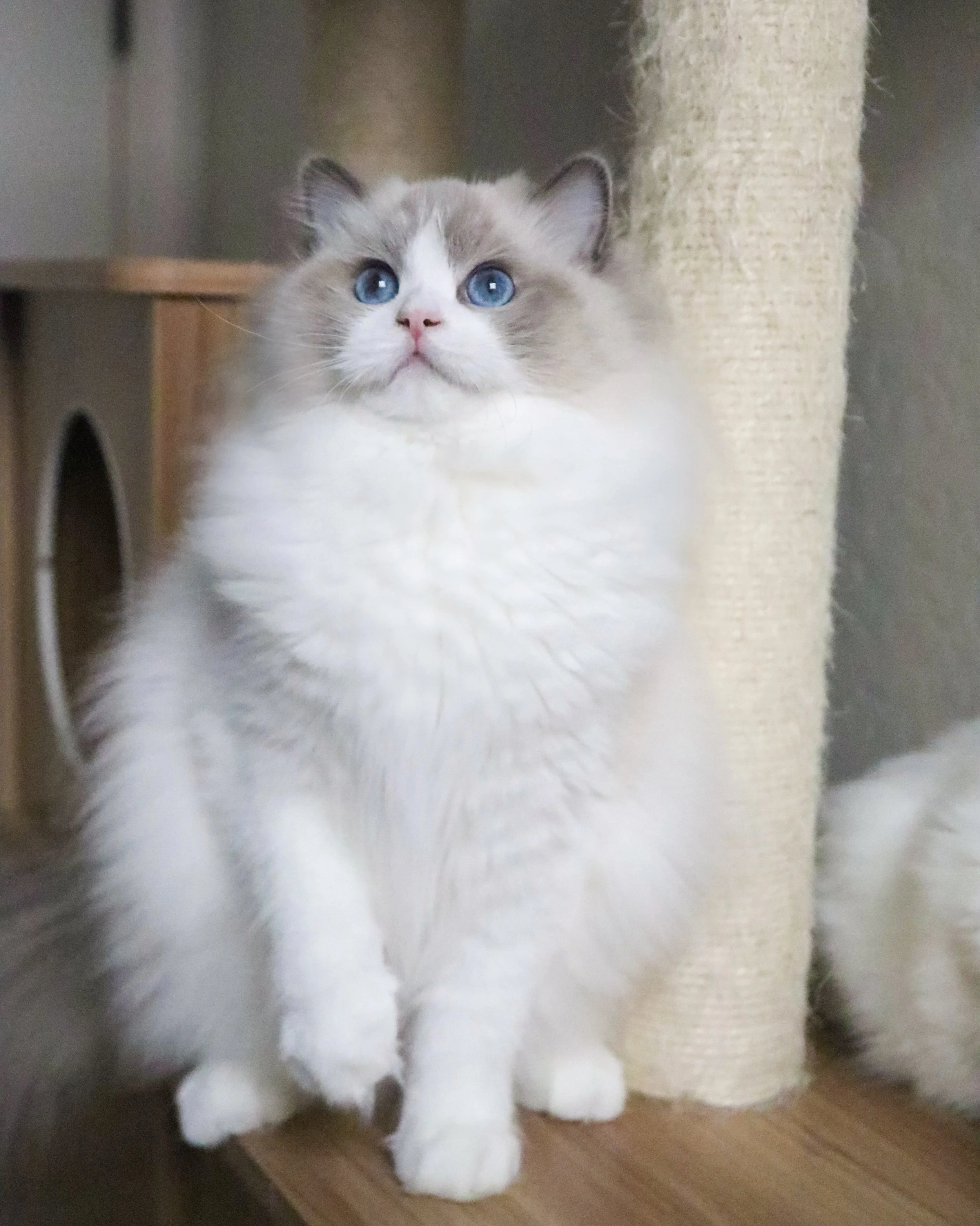 Blueberry-2.JPG
