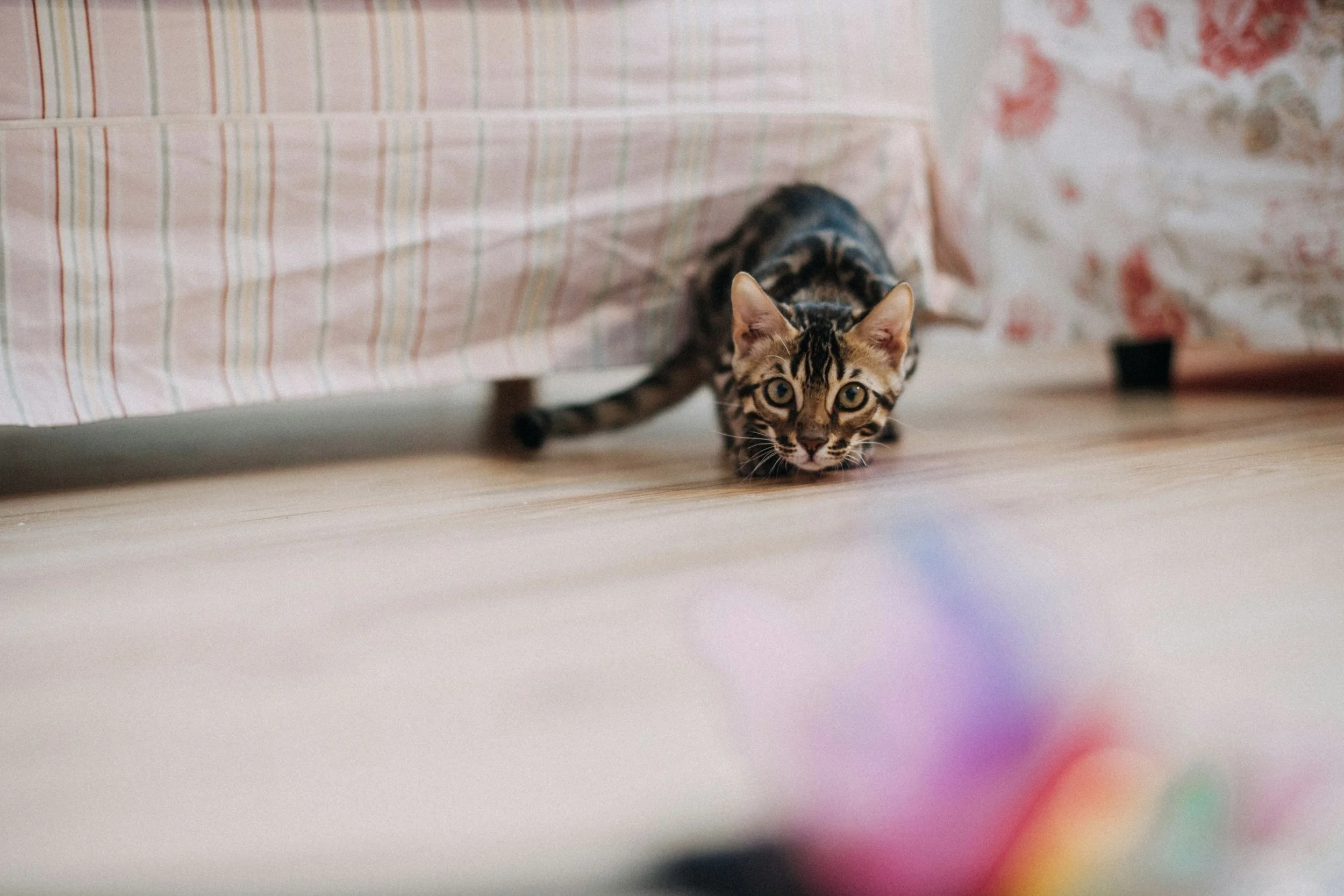 Young Bengal Cat stalking a feather teaser toy in front of the couch