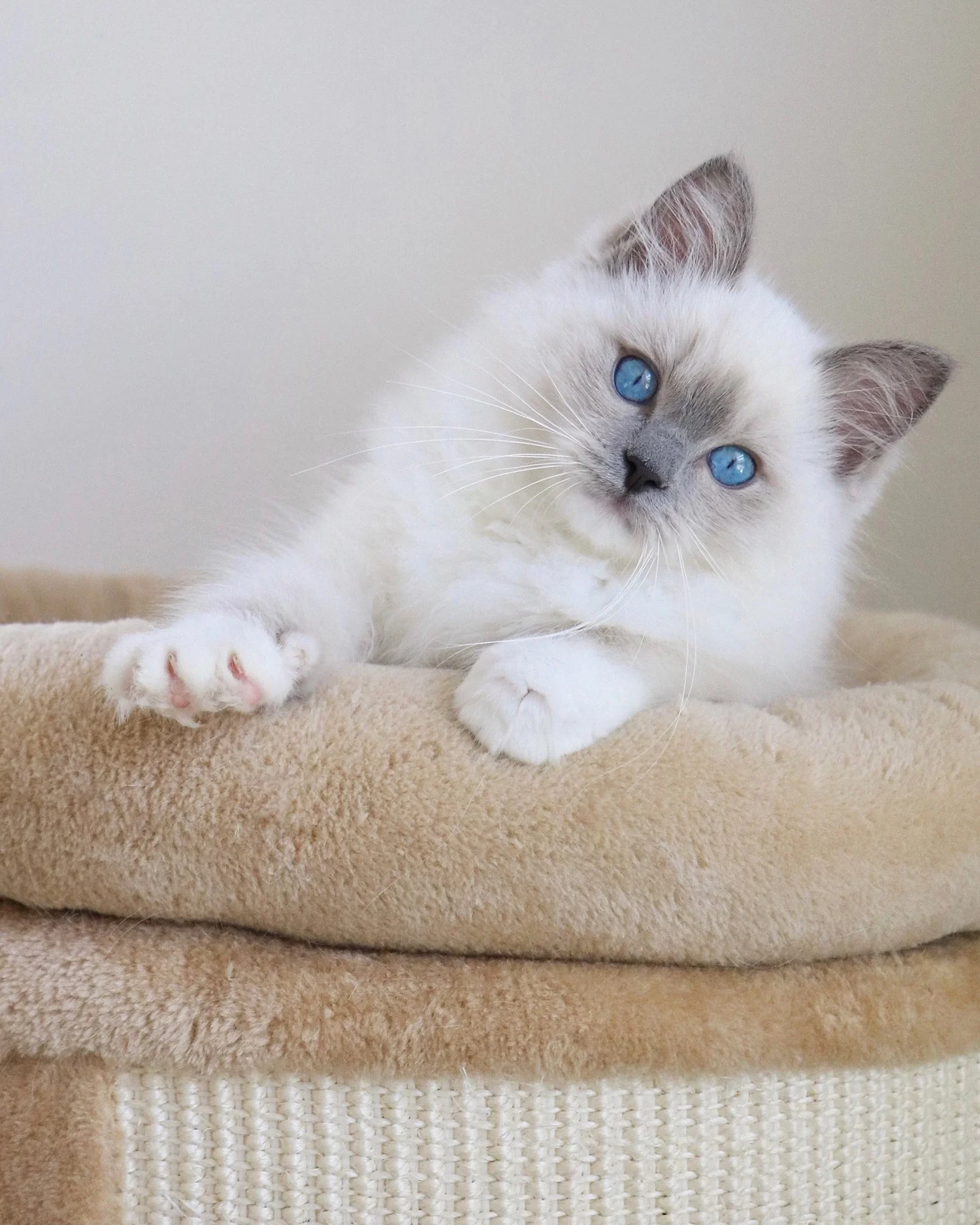 Choosing the Best Food for Your Ragdoll - Feline Diet Guide — Ragdoll ...