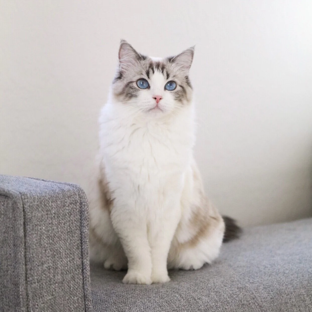 Seal lynx bicolor female Ragdoll cat sitting on a blue bench