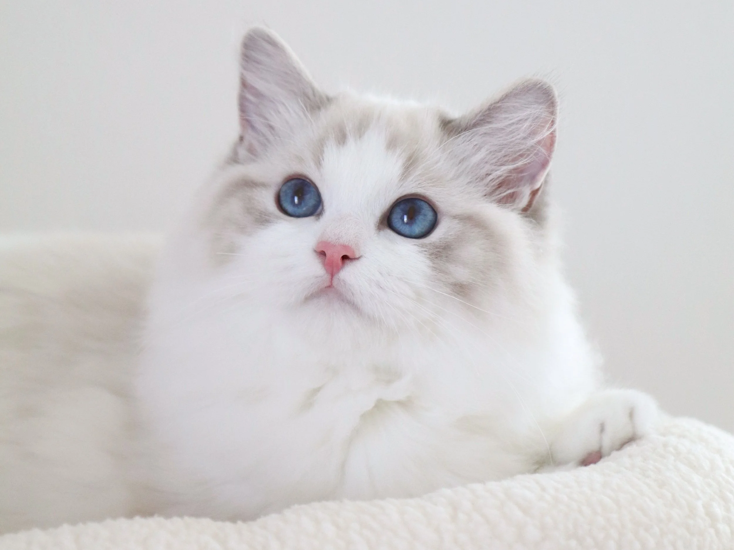 Blue Lynx Ragdoll Cat