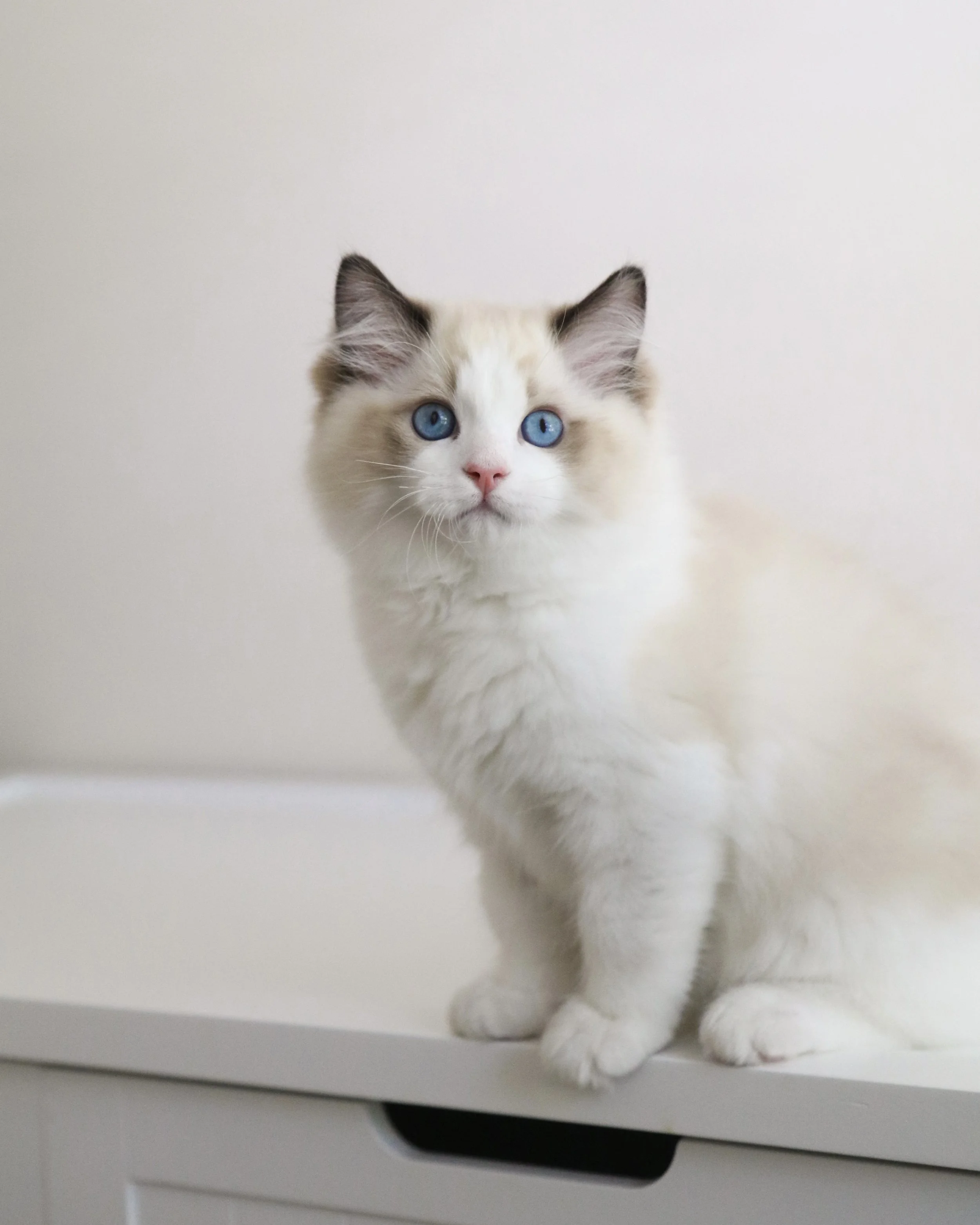 Show quality seal bicolor Ragdoll kitten sitting on white box