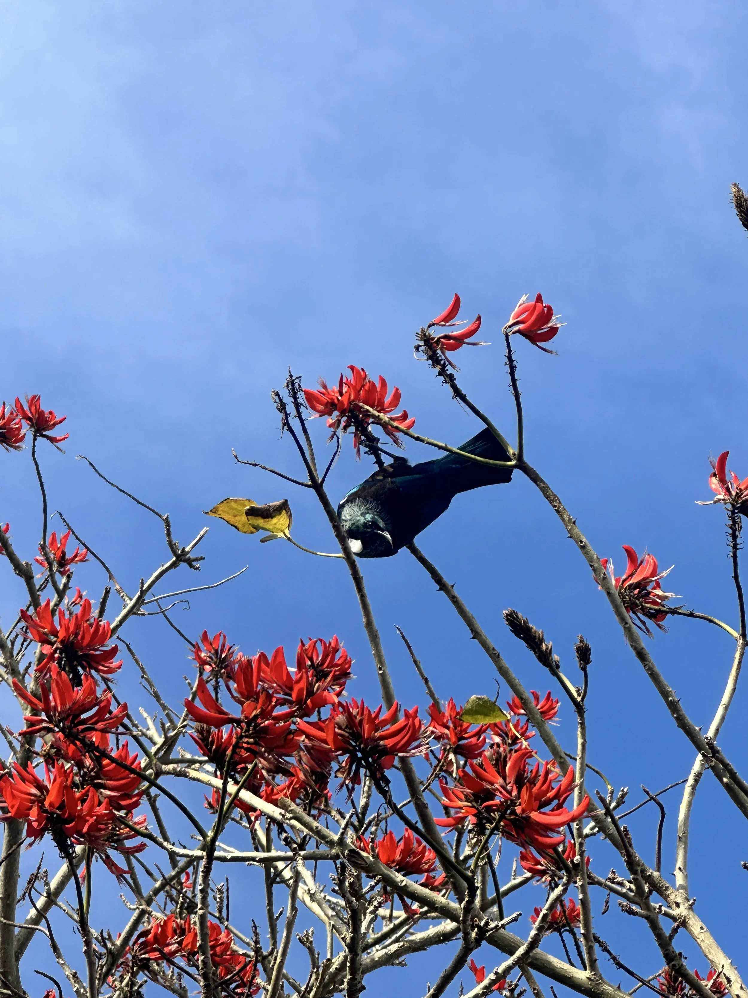 Resonant Within | A Dual Sound Journey | Muriwai | 