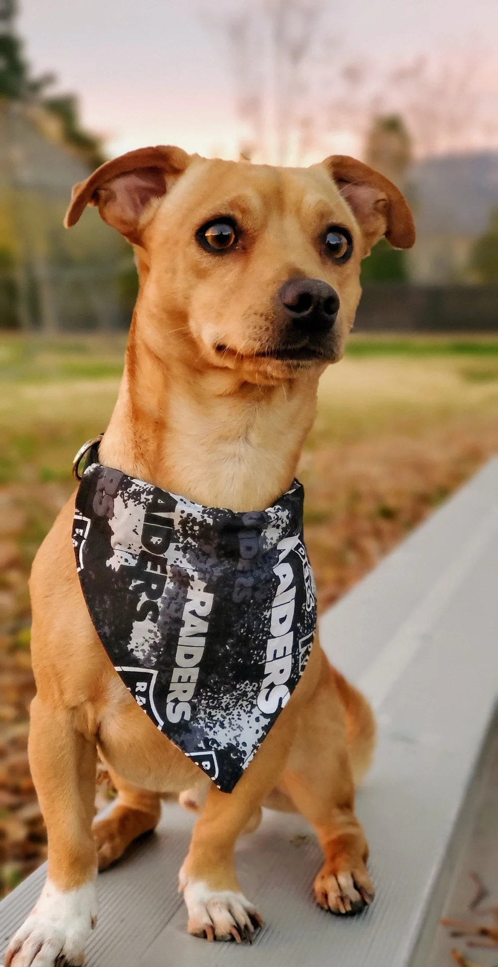 Oakland raiders sales dog harness