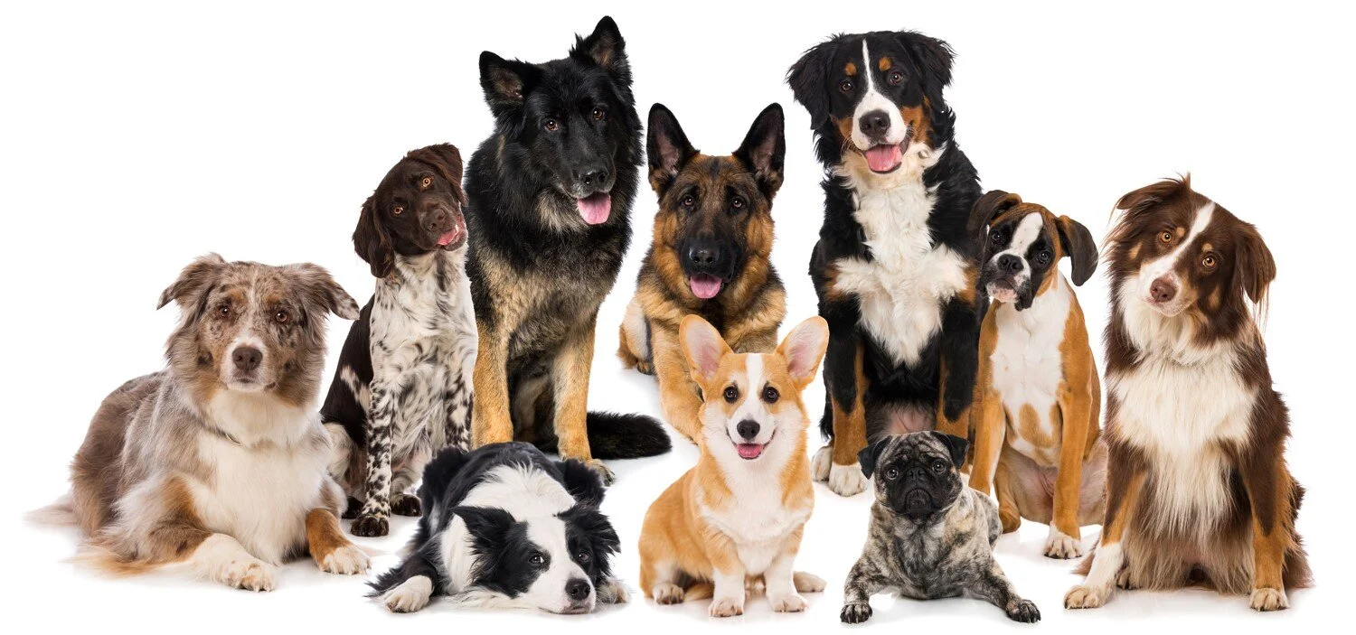 Dog Training Institute Dallas Texas Dog Training Institute Dallas Texas