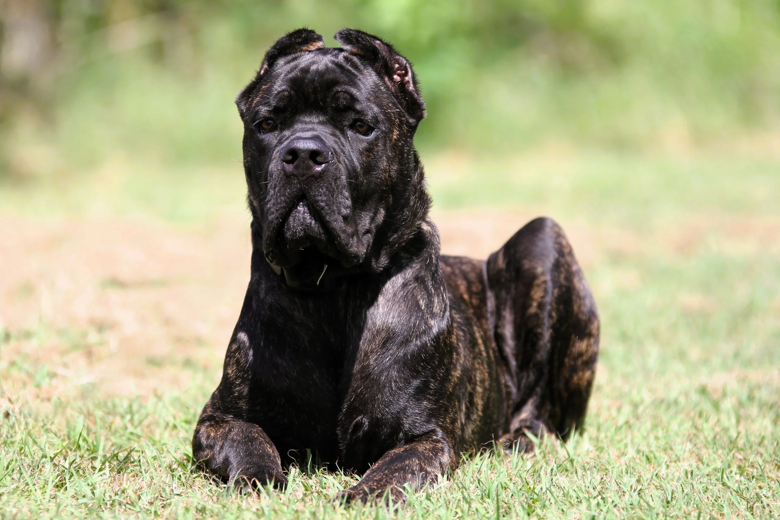 Enzo