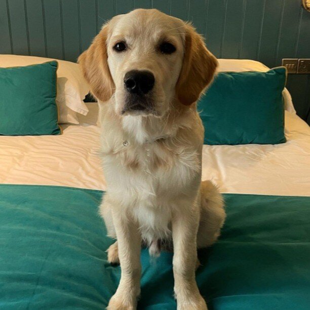 &quot;Happiest when I have a comfy bed all to myself 🥰🛏️&quot;

Aren't we all @odin_theretriever! 😍

Don't forget to bring your furry friend when you come to stay with us, there's plenty of room for them in your room 🐶

Book now via the link in o