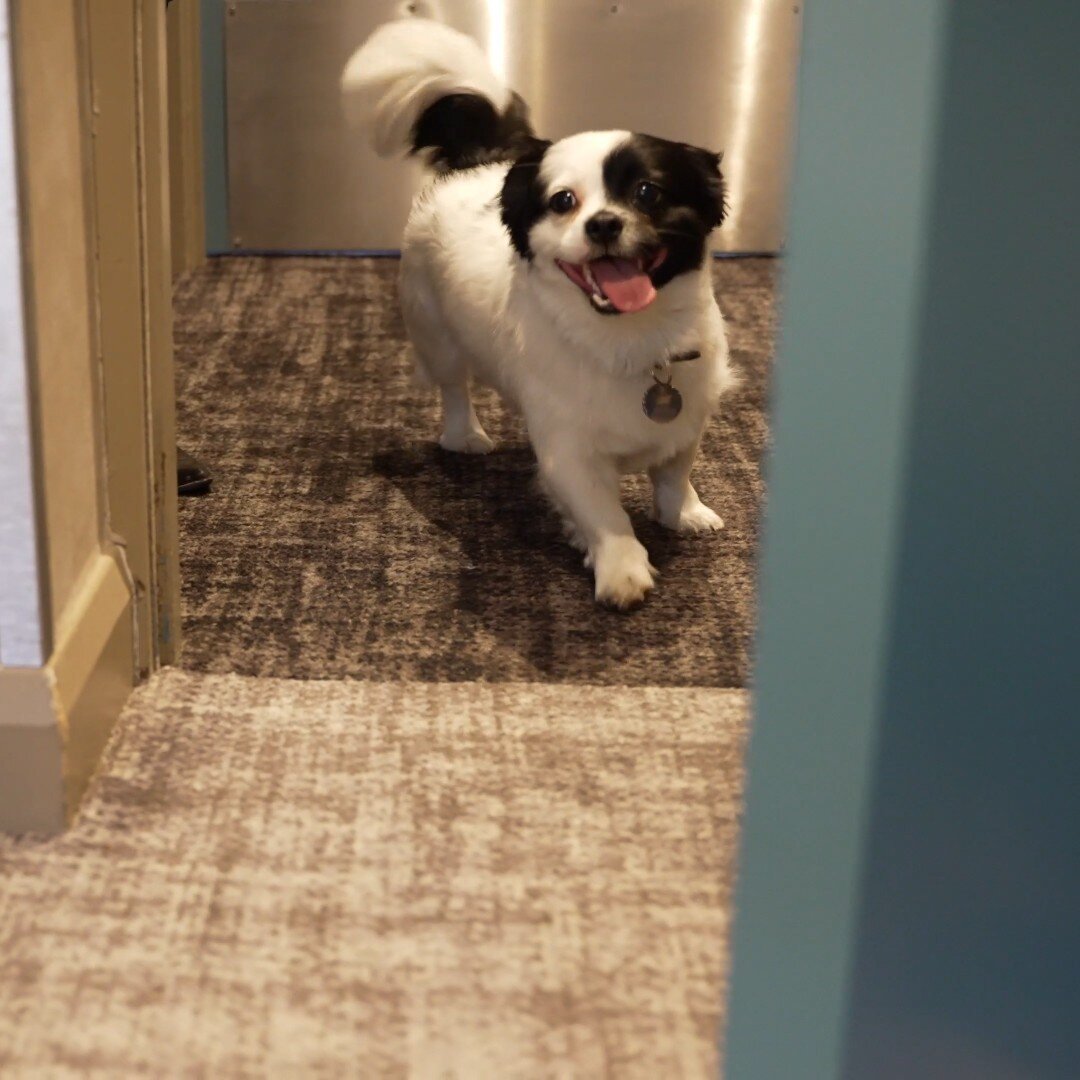 Did you know that we're dog friendly? 🐕&zwj;🦺

Don't forget to bring your furry friend when you come to stay with us, there's plenty of room for them in your room 🐶