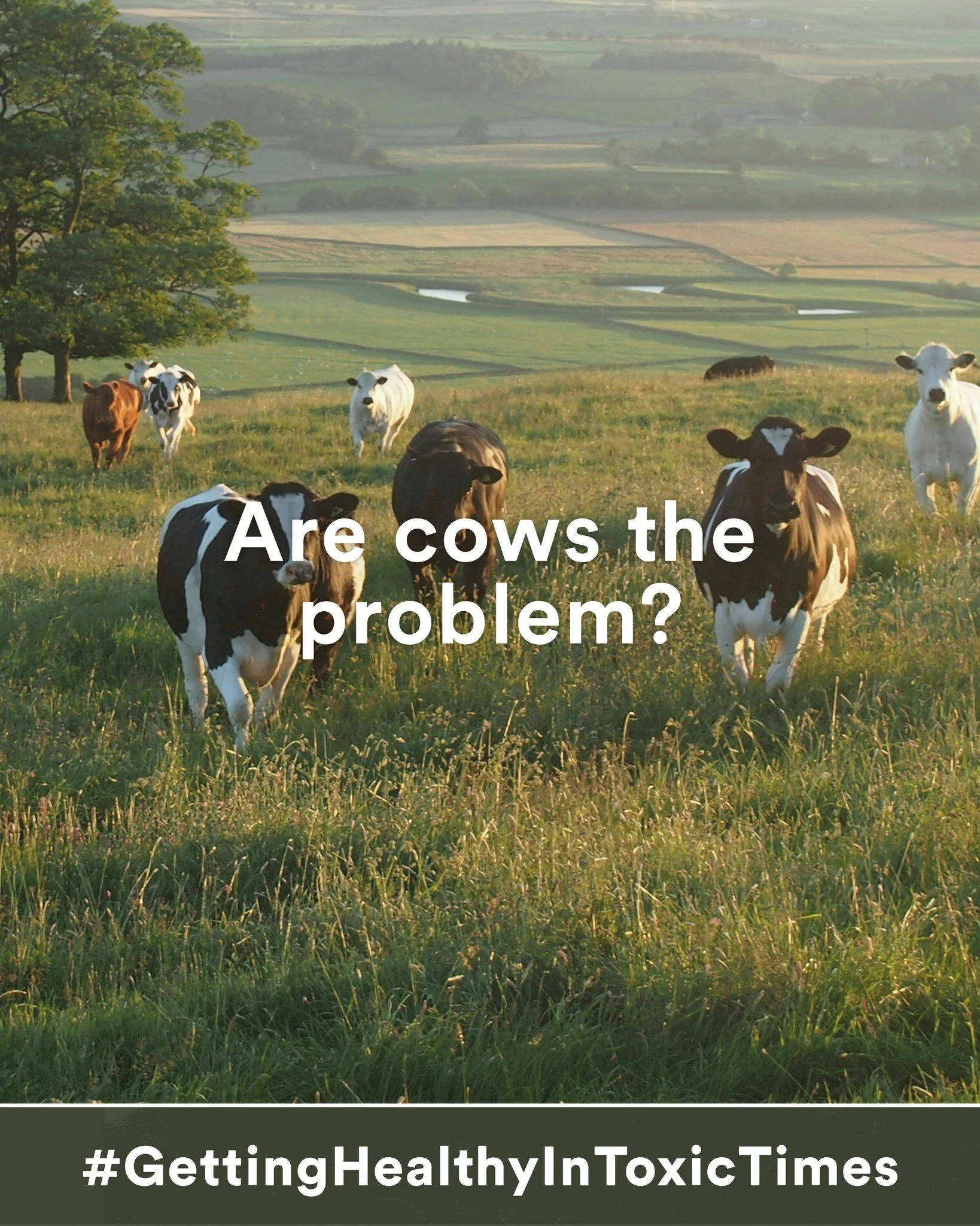 There is a pervasive view, among those of us who care about the health of people and planet, that the cow is a problem. That we should be eating less beef or no beef, and that cows belching out methane are contributing to global warming. That view is