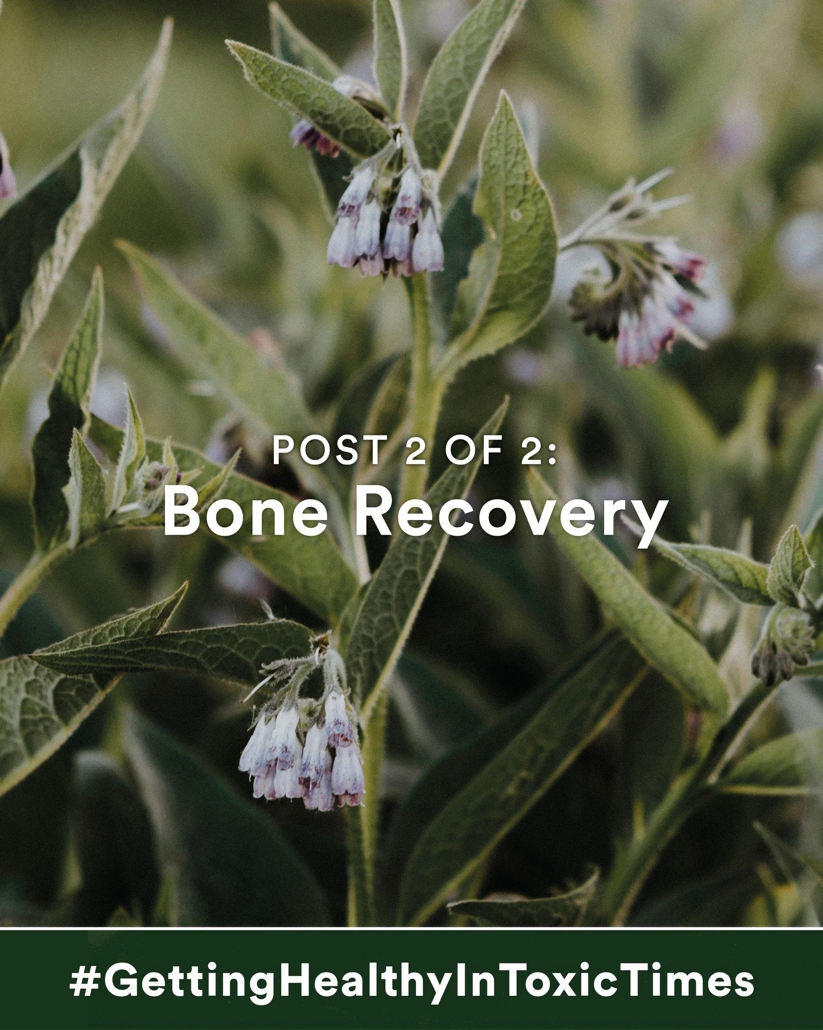 Post 2: Bone Recovery.

Back to the bone; surgeons know how to fix it in place, but it is herbalists and nutritional therapists who know how to speed the healing of bone. We learn in medical school that bone is a miraculous, living tissue, but doctor