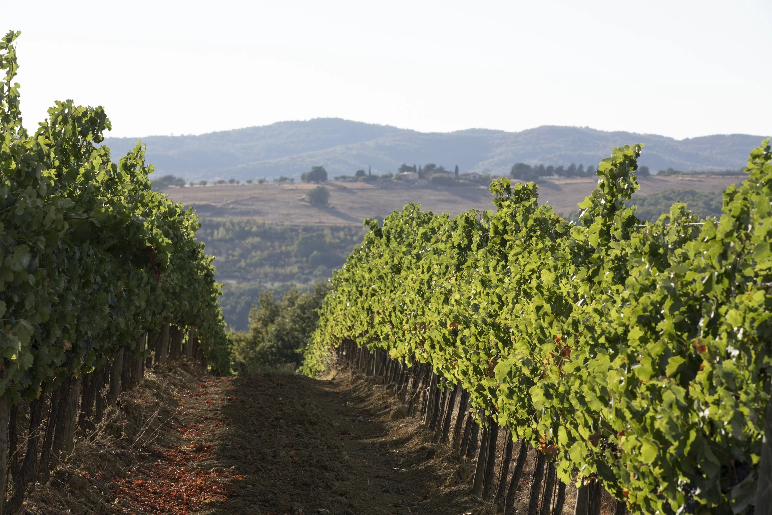 Villa Bucher Winery