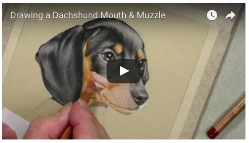 Dachshund muzzle online