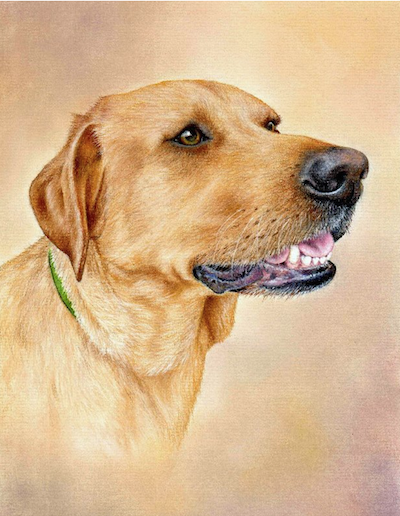 Base Colours for a Golden Retriever