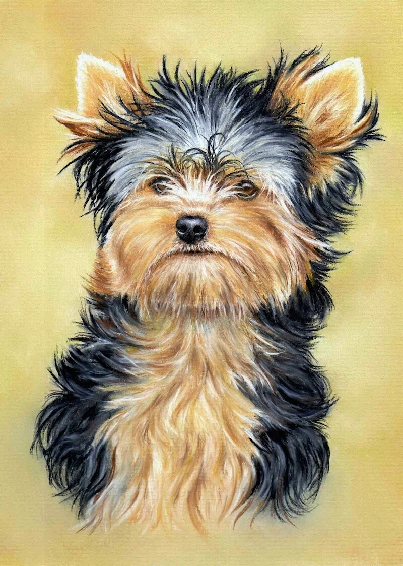 How To Draw the Eye of a Yorkshire Terrier (Video)